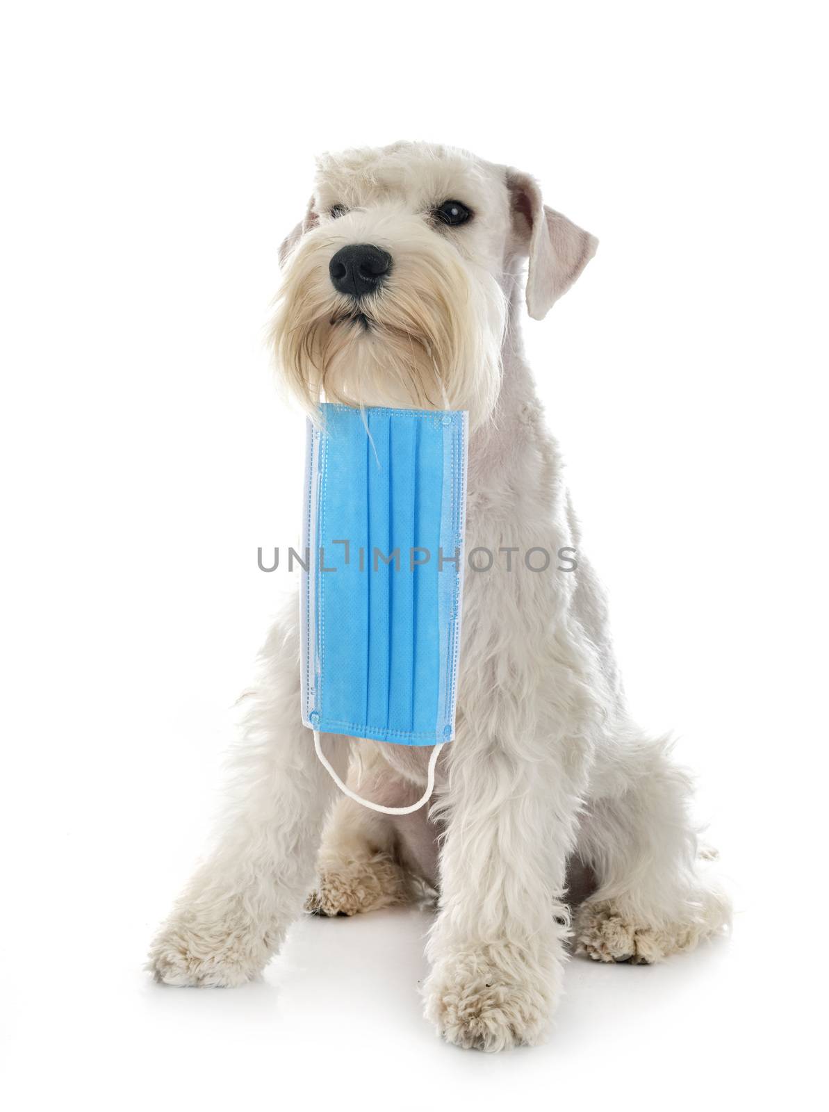 miniature schnauzer and mask in front of white background