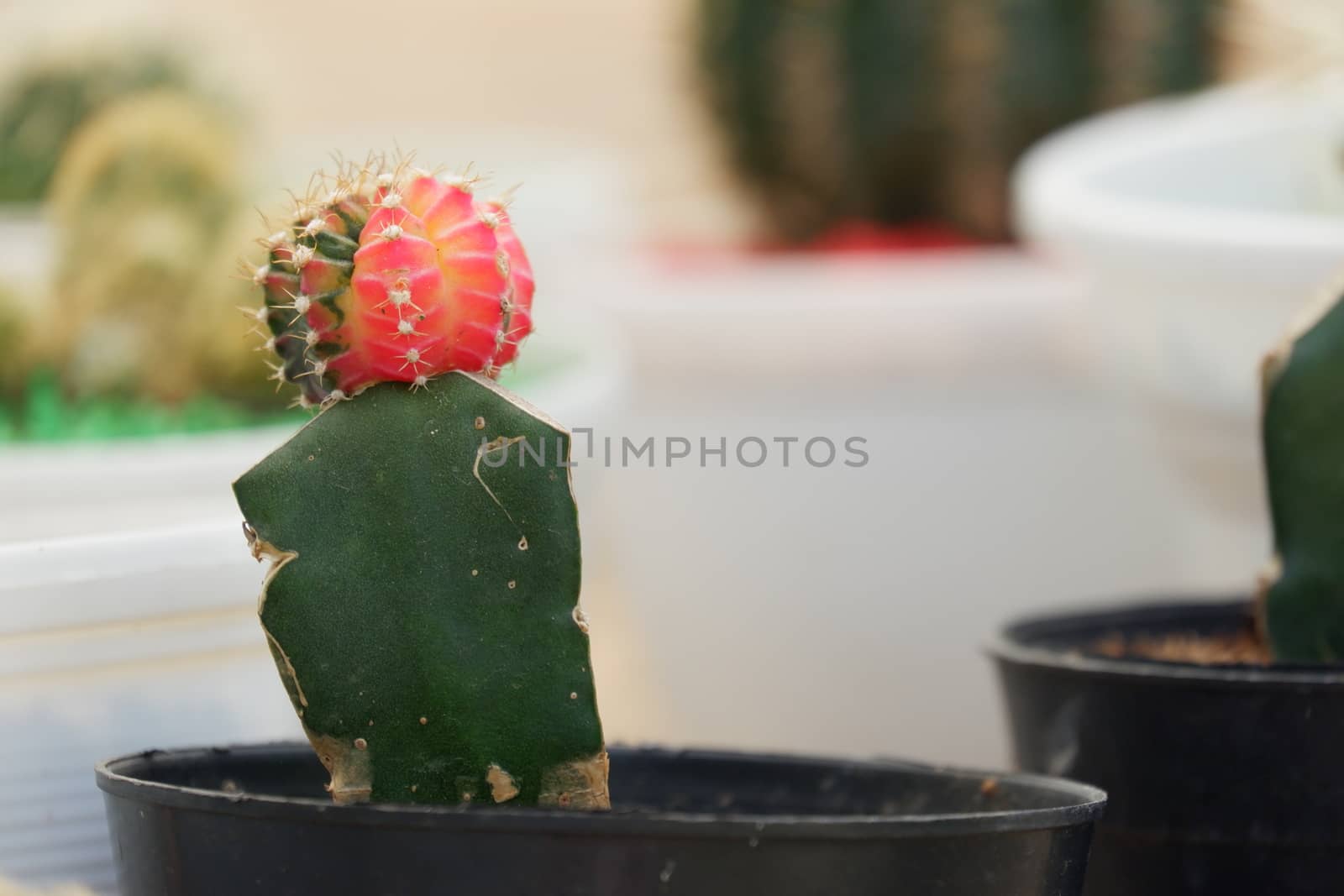 Small Kaktus / Cactus Gymnoclycium Mihanovichii plant isolated with blur background