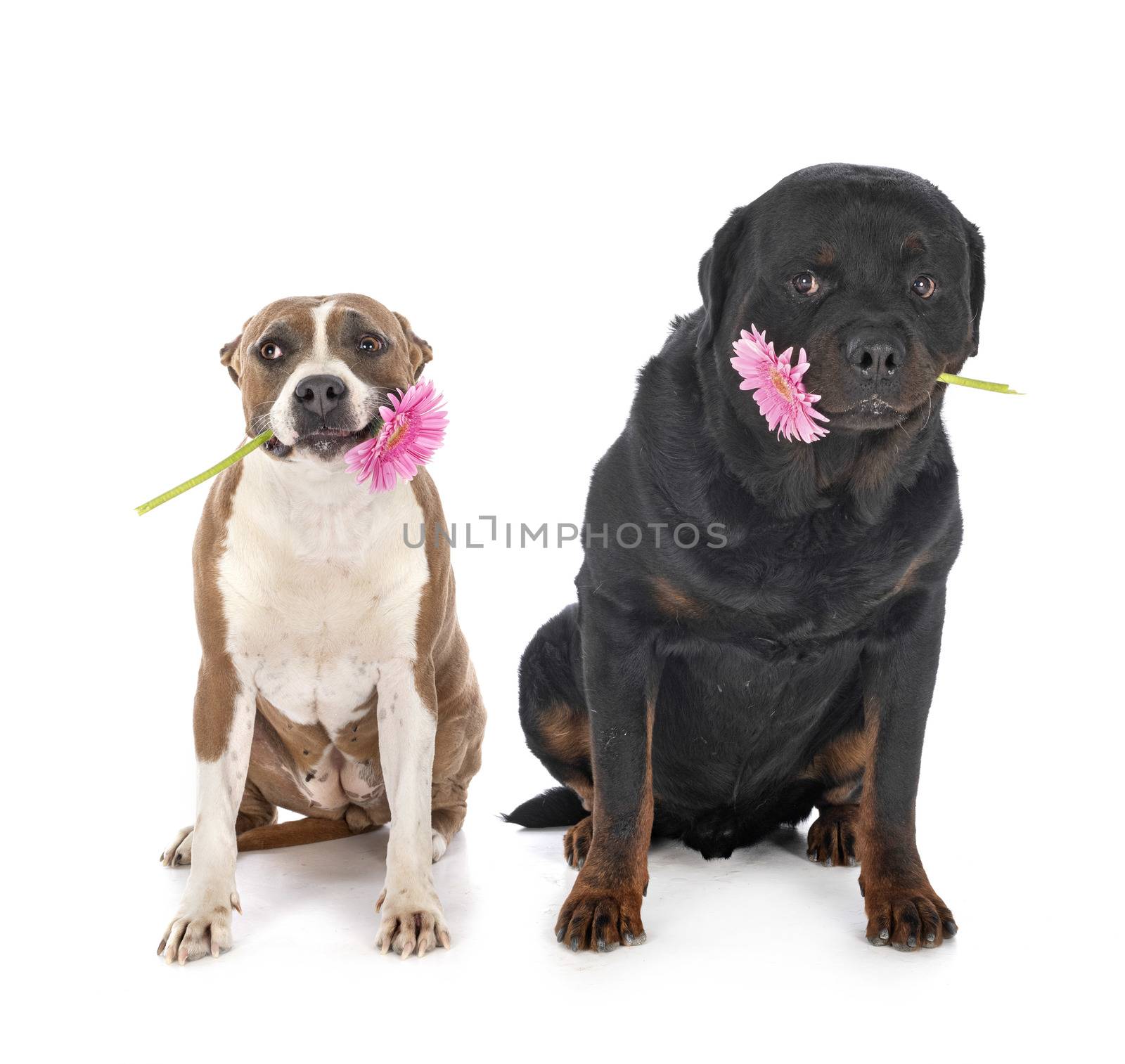 american staffordshire terrier and rottweiler in front of white background
