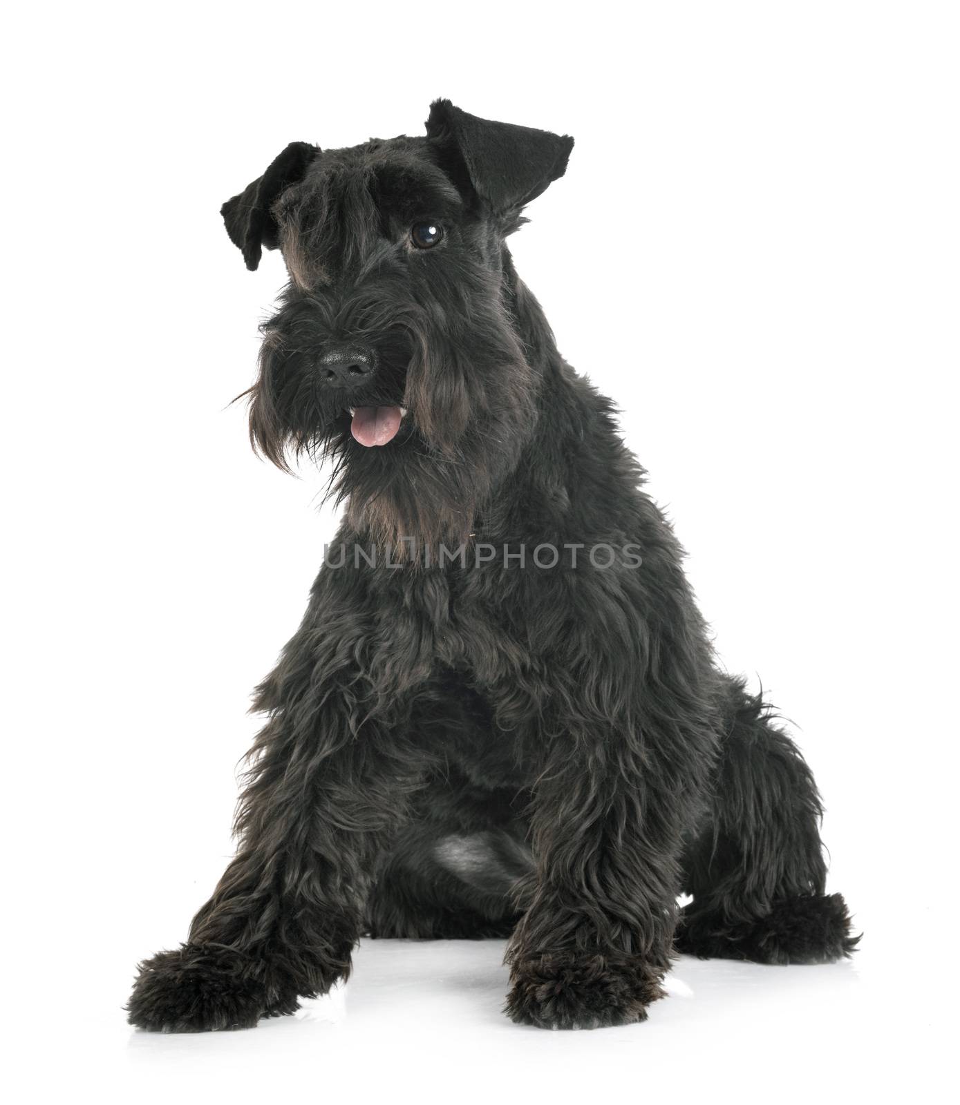 miniature schnauzer in front of white background