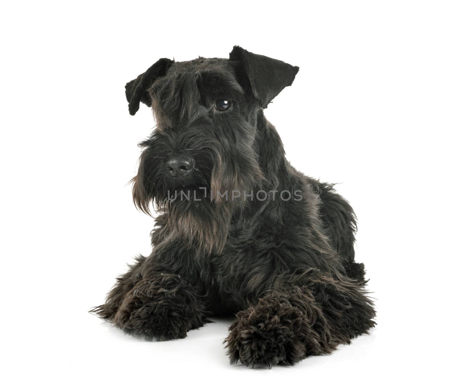 miniature schnauzer in studio by cynoclub