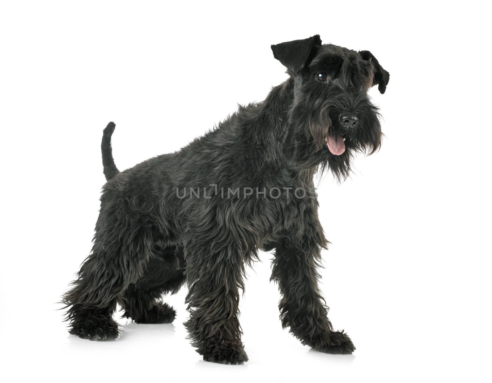 miniature schnauzer in front of white background