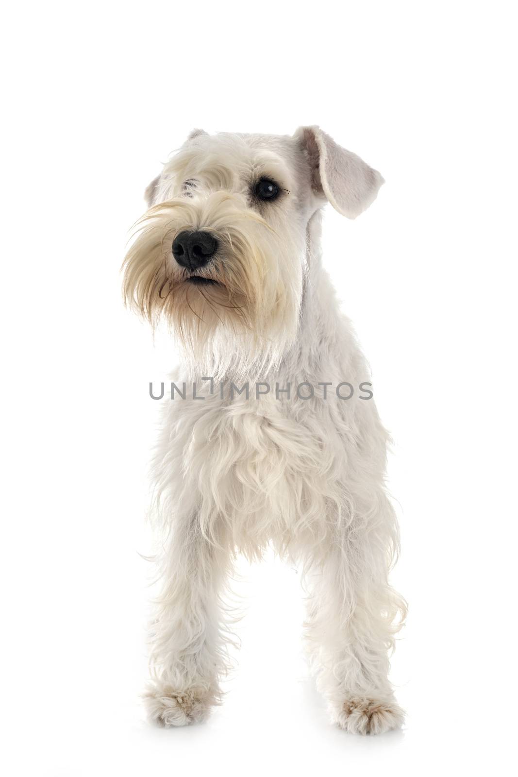 miniature schnauzer in front of white background