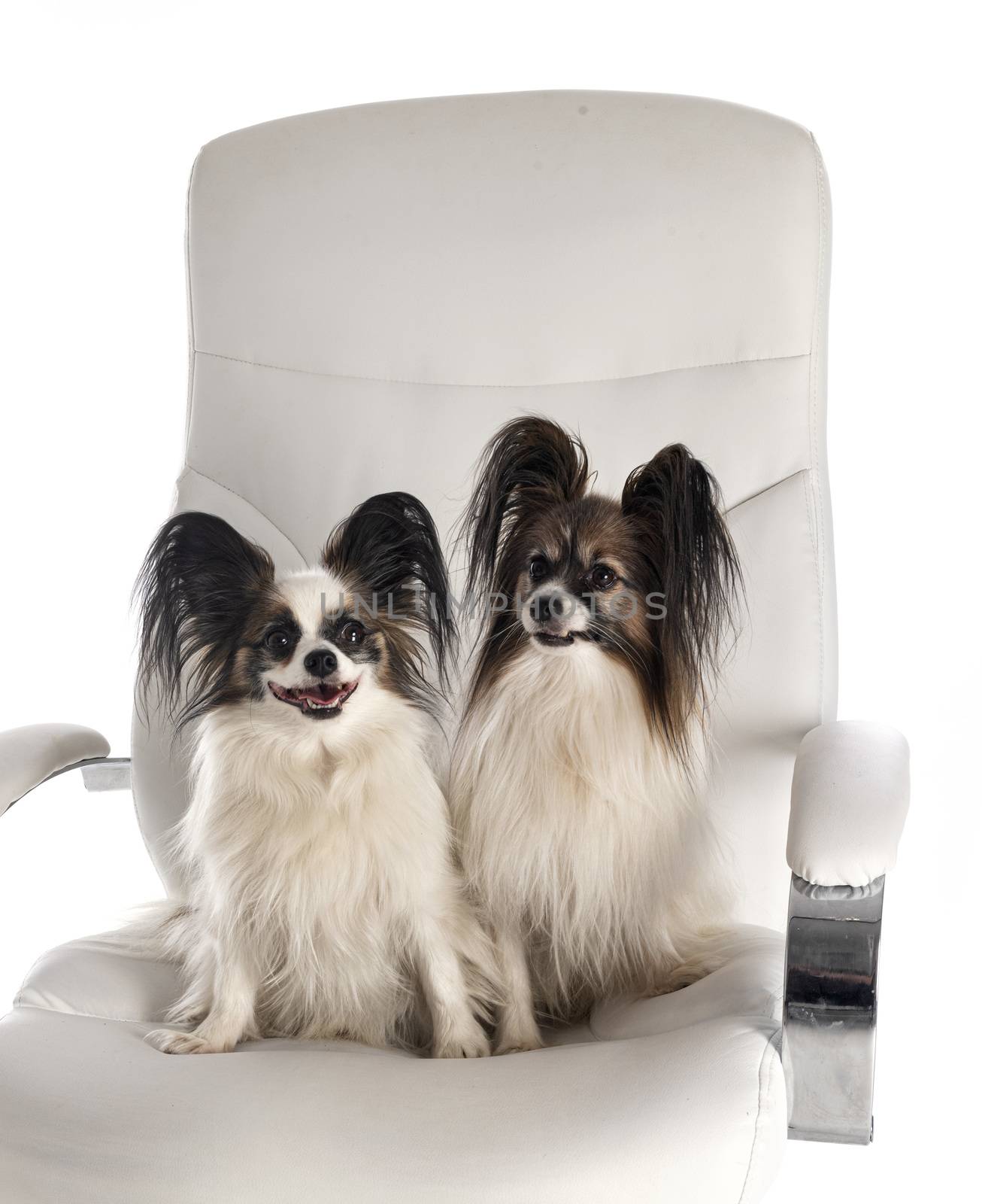 little dogs on chair by cynoclub