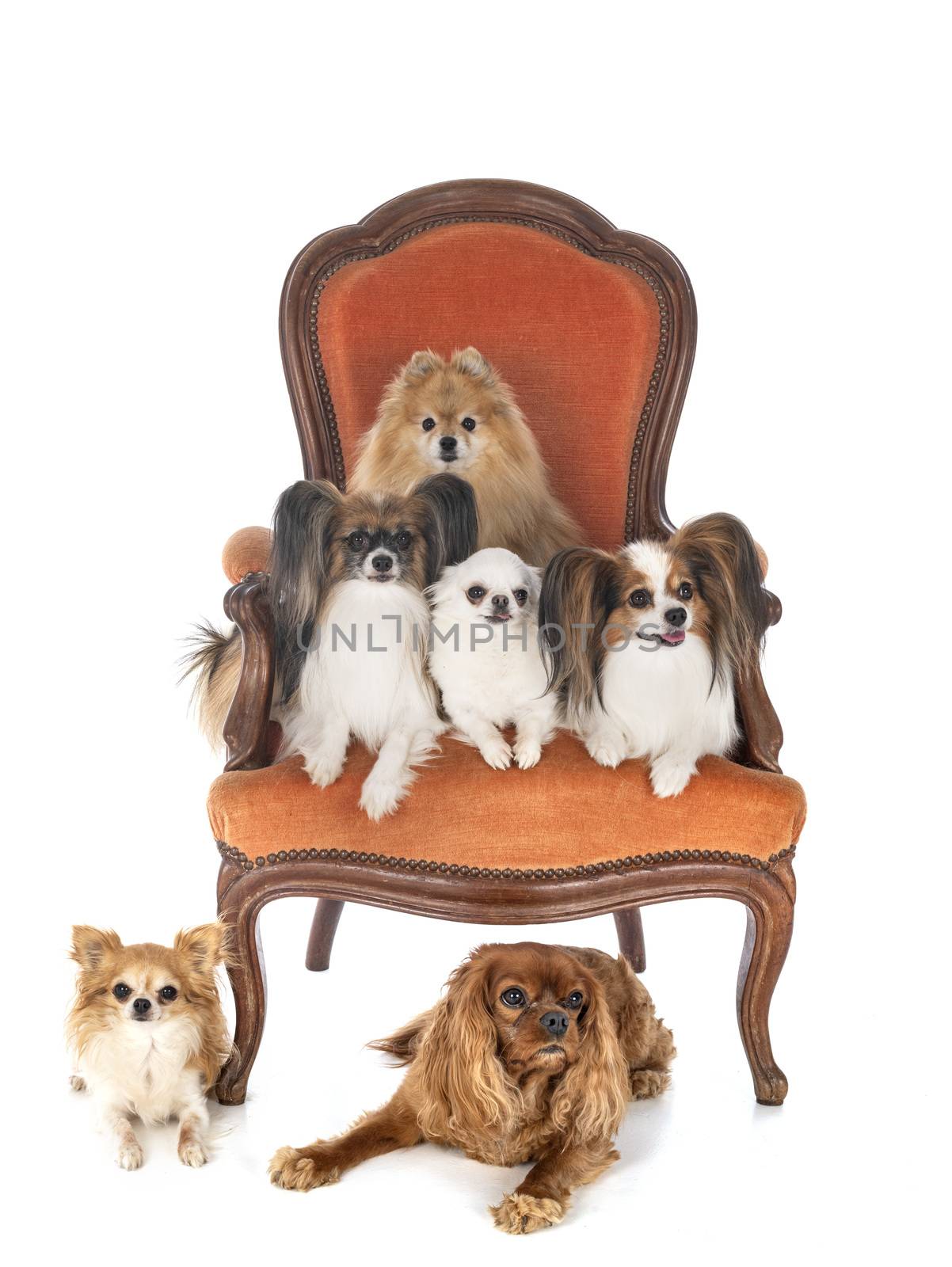 little dogs on chair in front of white background