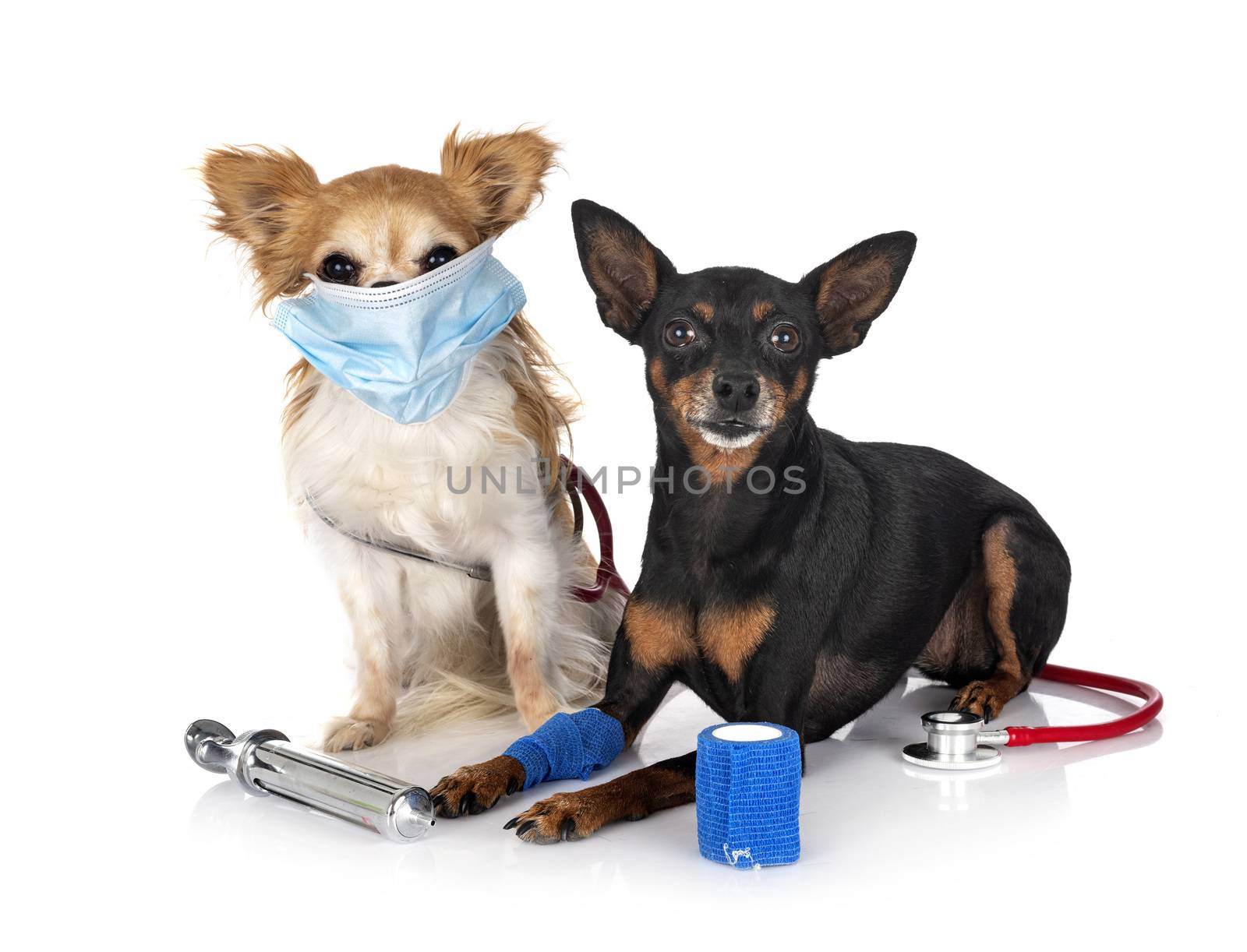 miniature pinscher and chihuahua  in front of white background