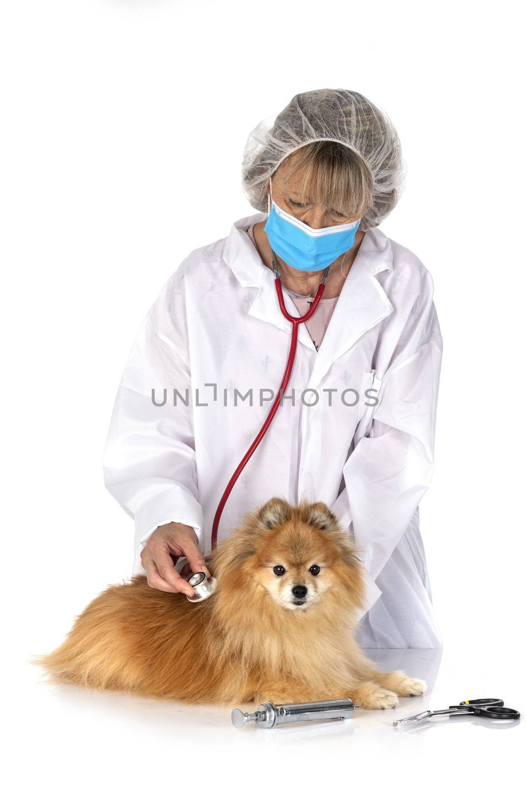 young pomeranian and vet in front of white background