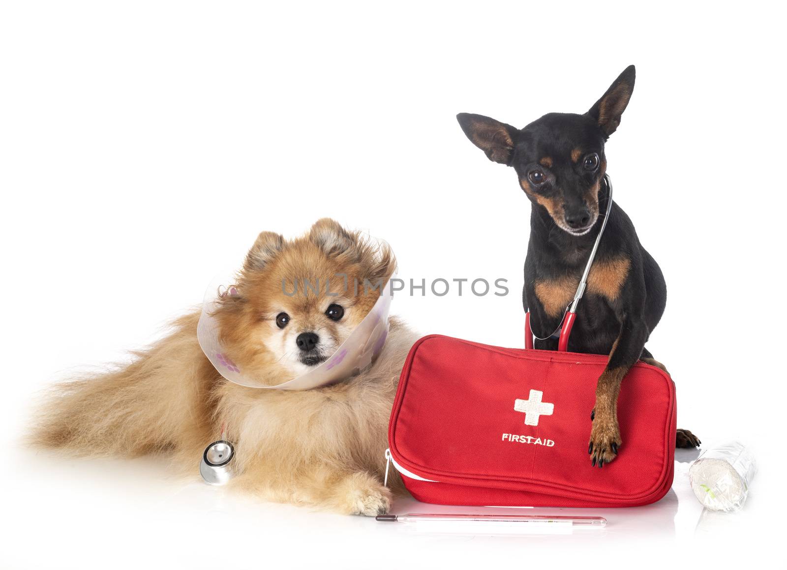 miniature pinscher and spitz  in front of white background