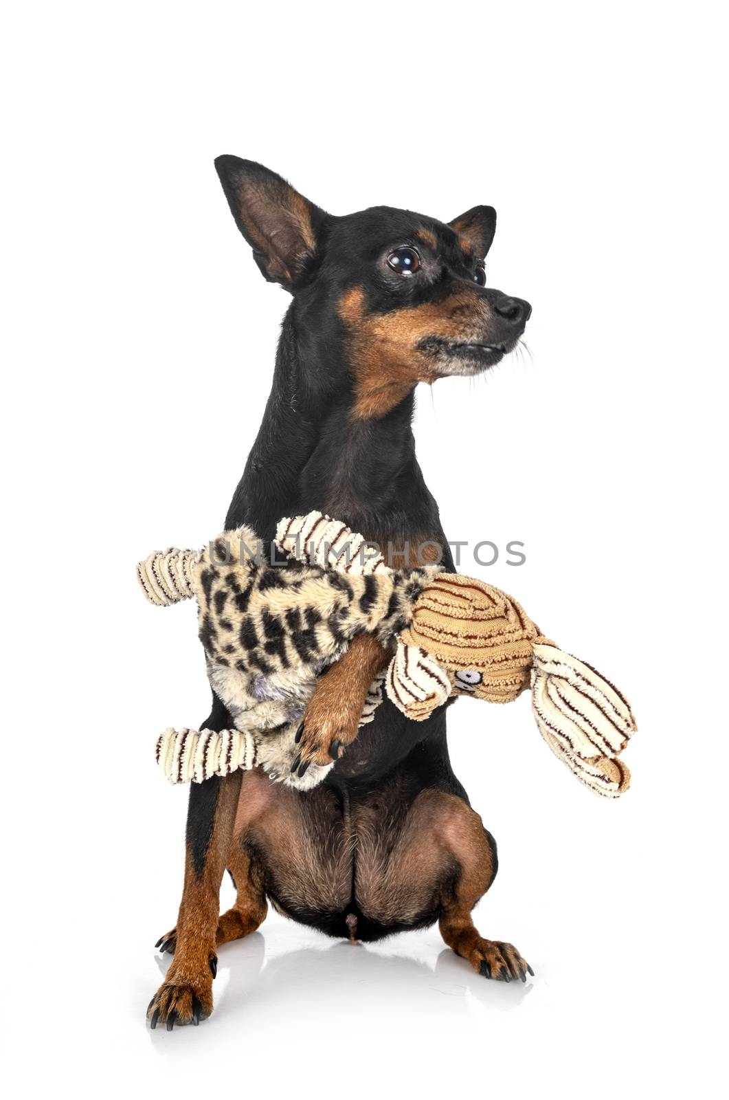 miniature pinscher,  in front of white background