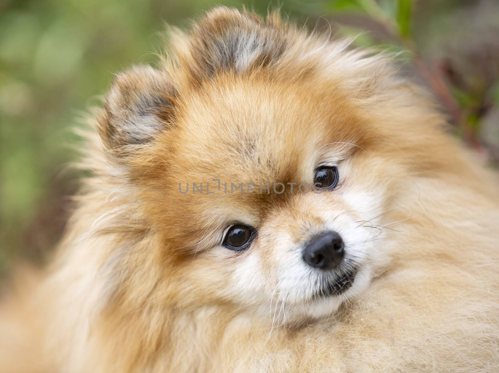 young pomeranian, picture in the nature, in autumn