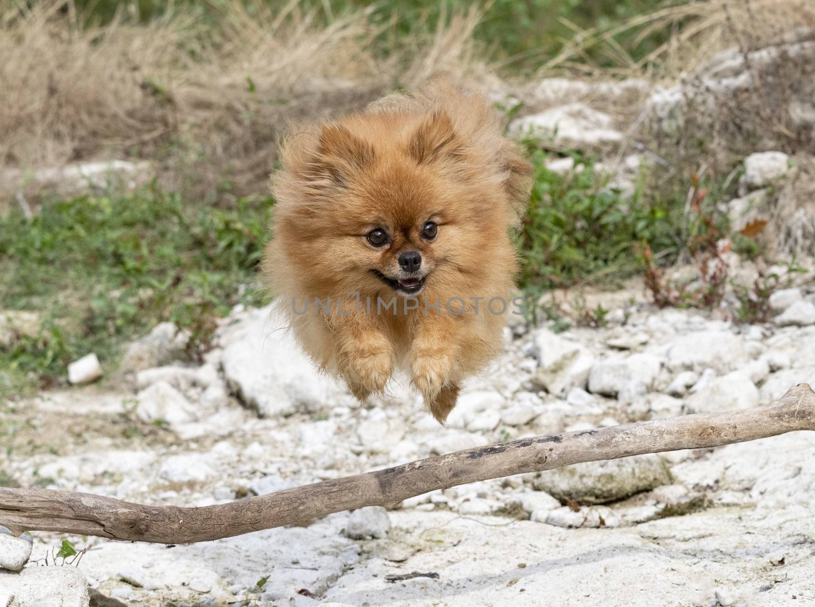 pomeranian in nature by cynoclub