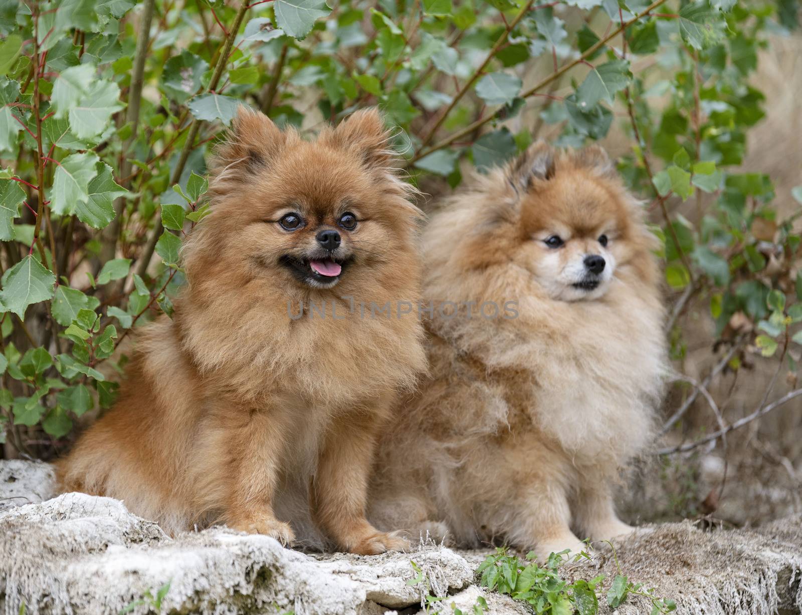 pomeranians in nature by cynoclub