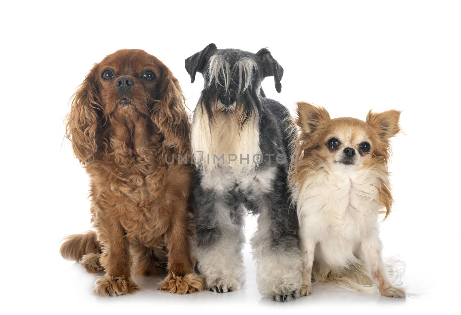 miniature schnauzer and cavalier king charles in front of white background