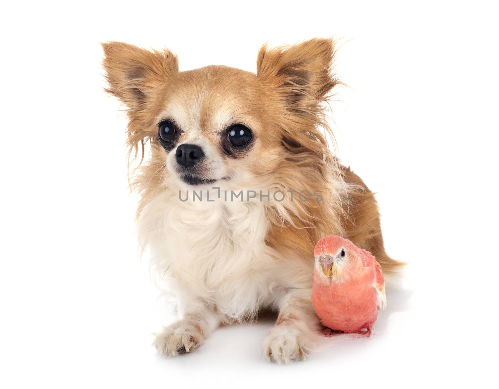 Bourke parrot and chihuahua in front of white background