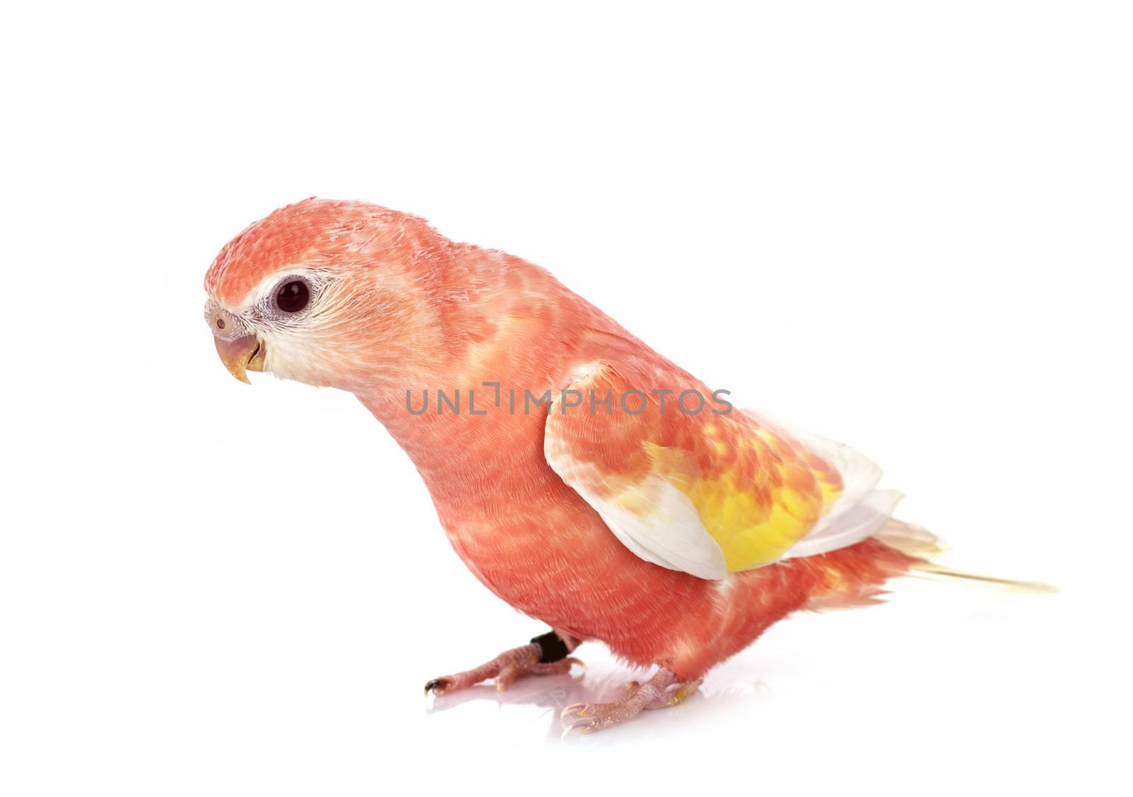 Bourke parrot in front of white background