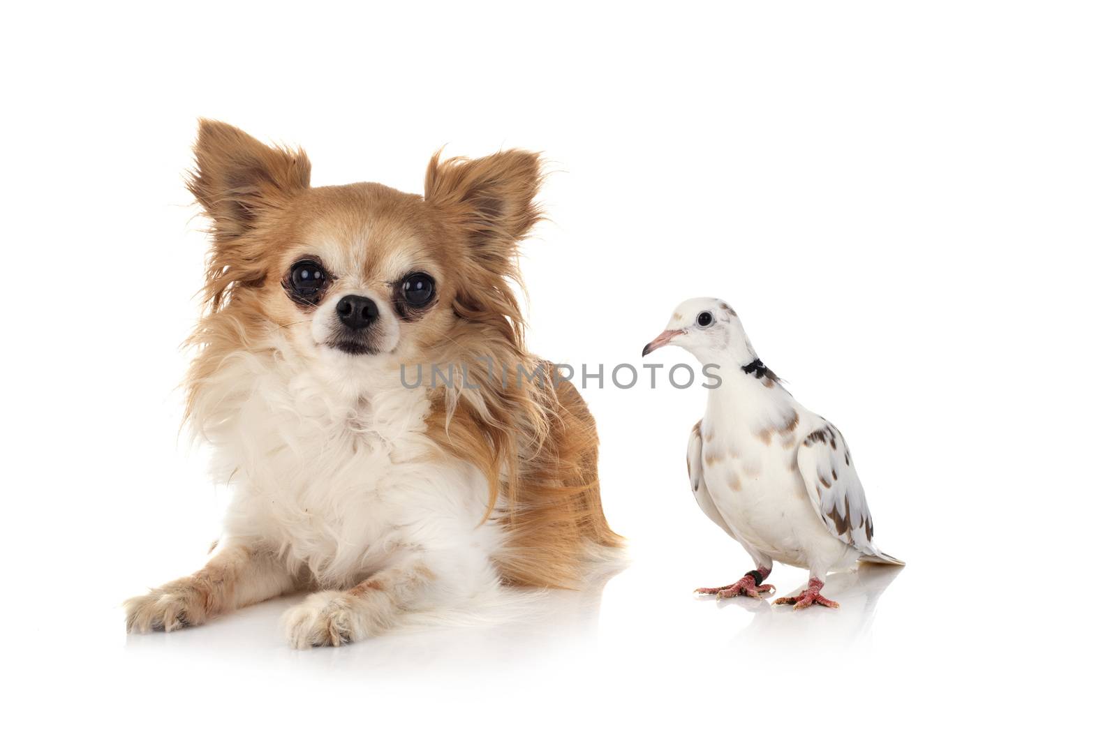 African collared dove and chihuahua in front of white background