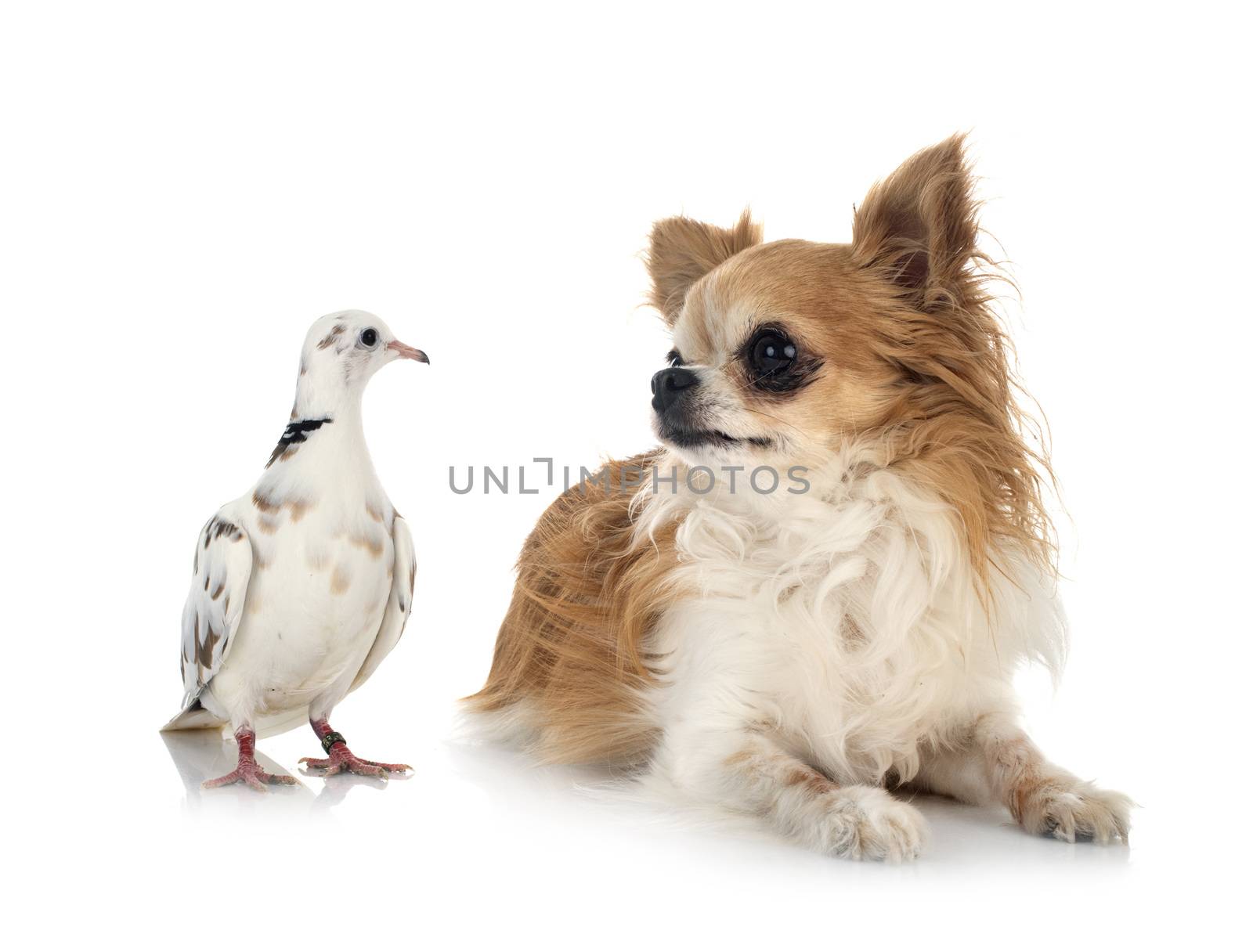 African collared dove and chihuahua in front of white background