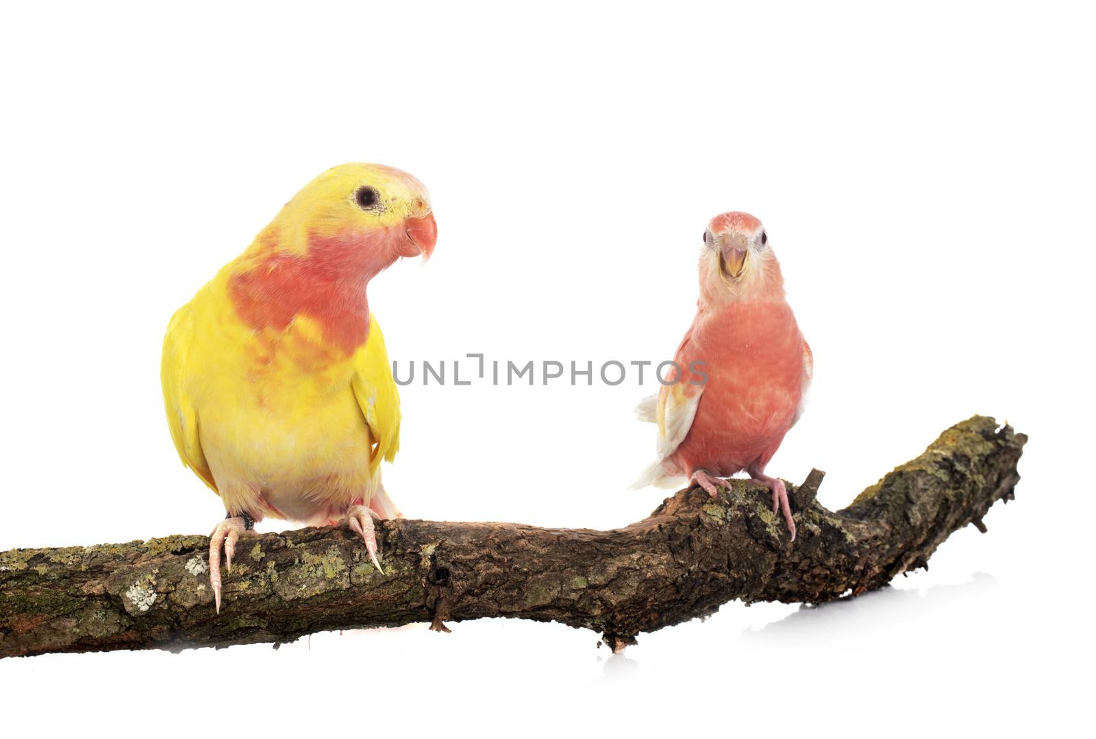 Princess parrot in front of white background