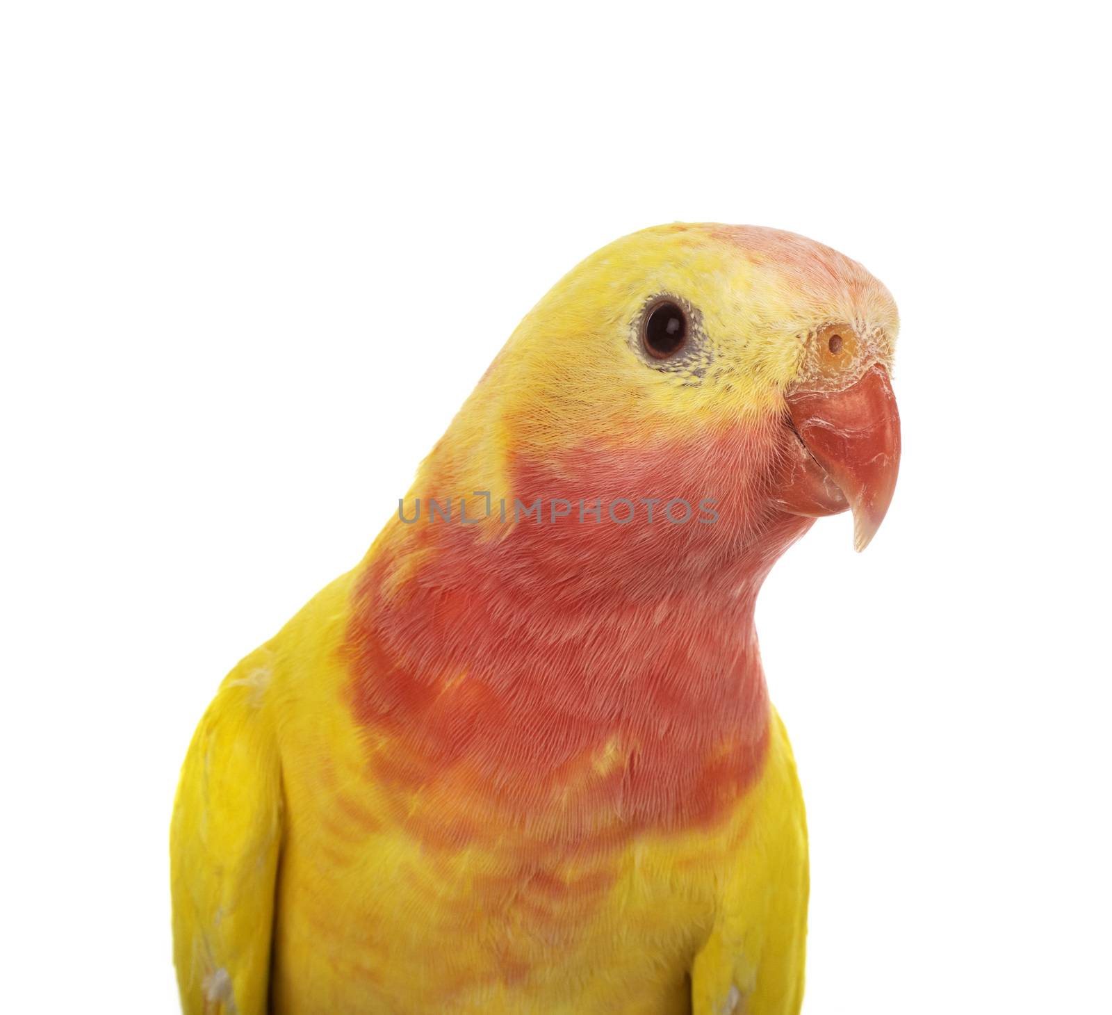 Princess parrot in front of white background