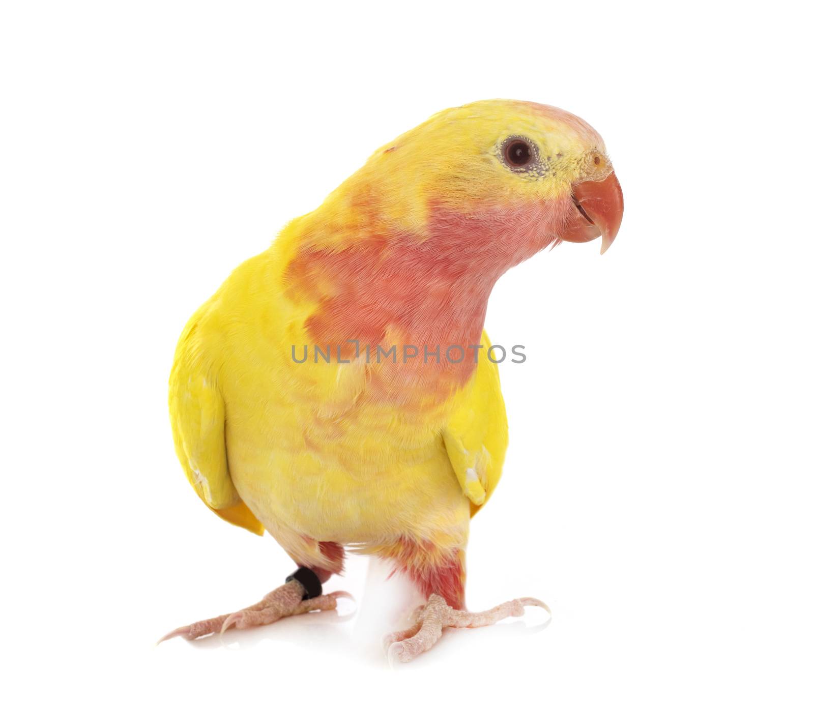 Princess parrot in front of white background