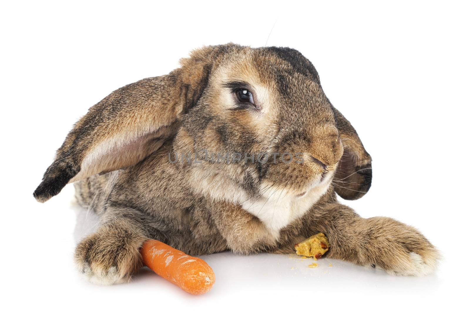 Flemish Giant rabbit in front of white background
