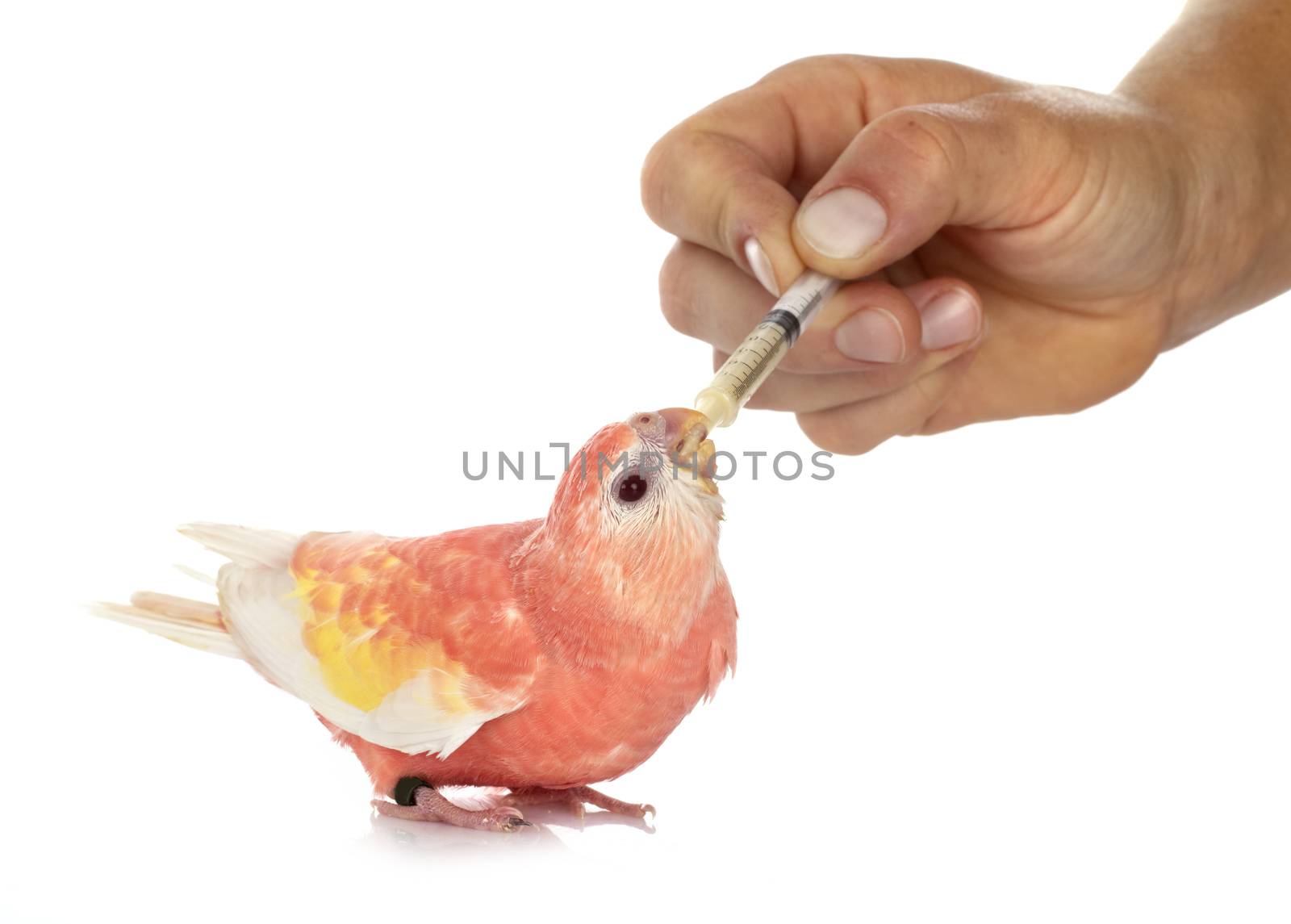 Bourke parrot in front of white background