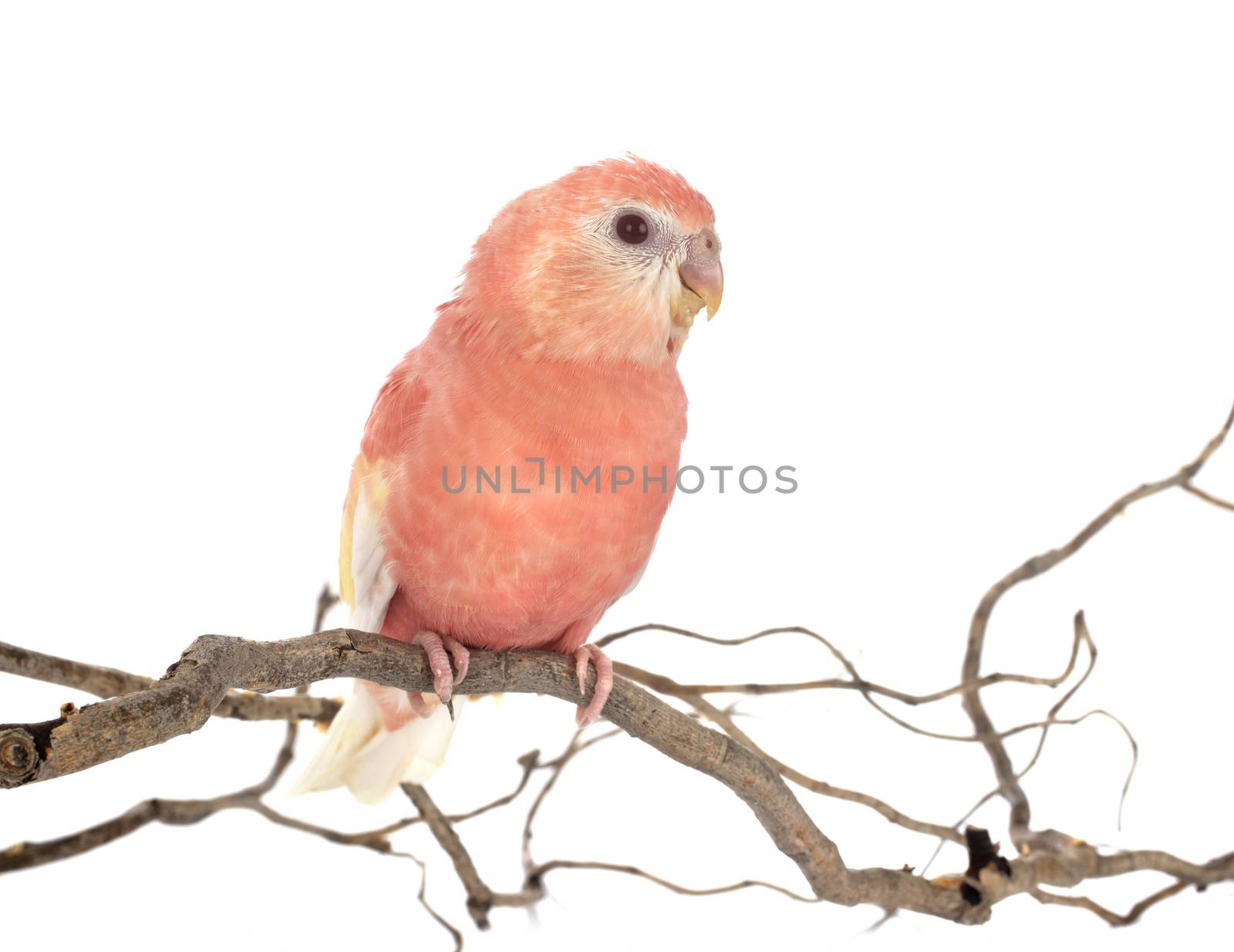 Bourke parrot in front of white background