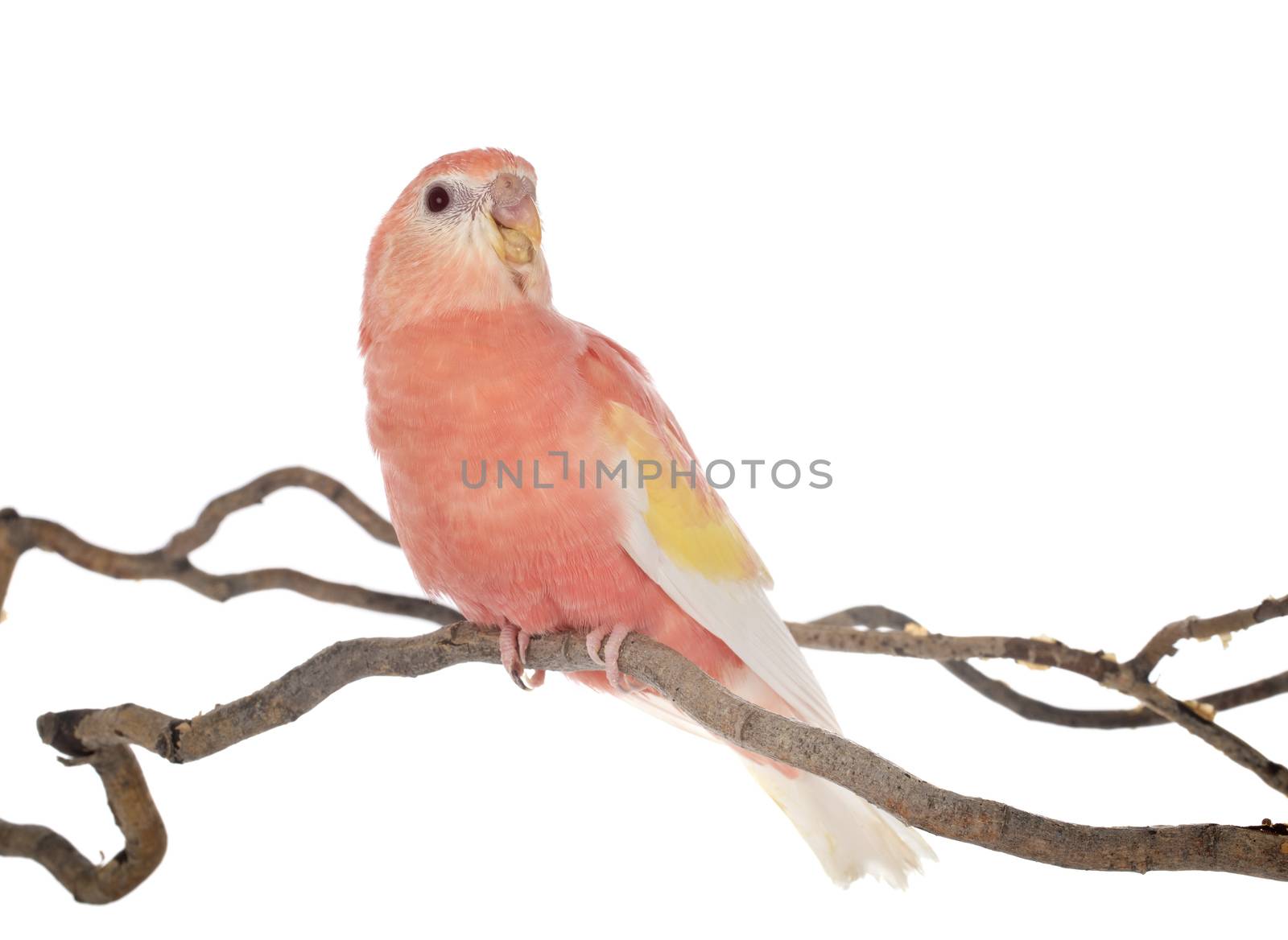 Bourke parrot in front of white background