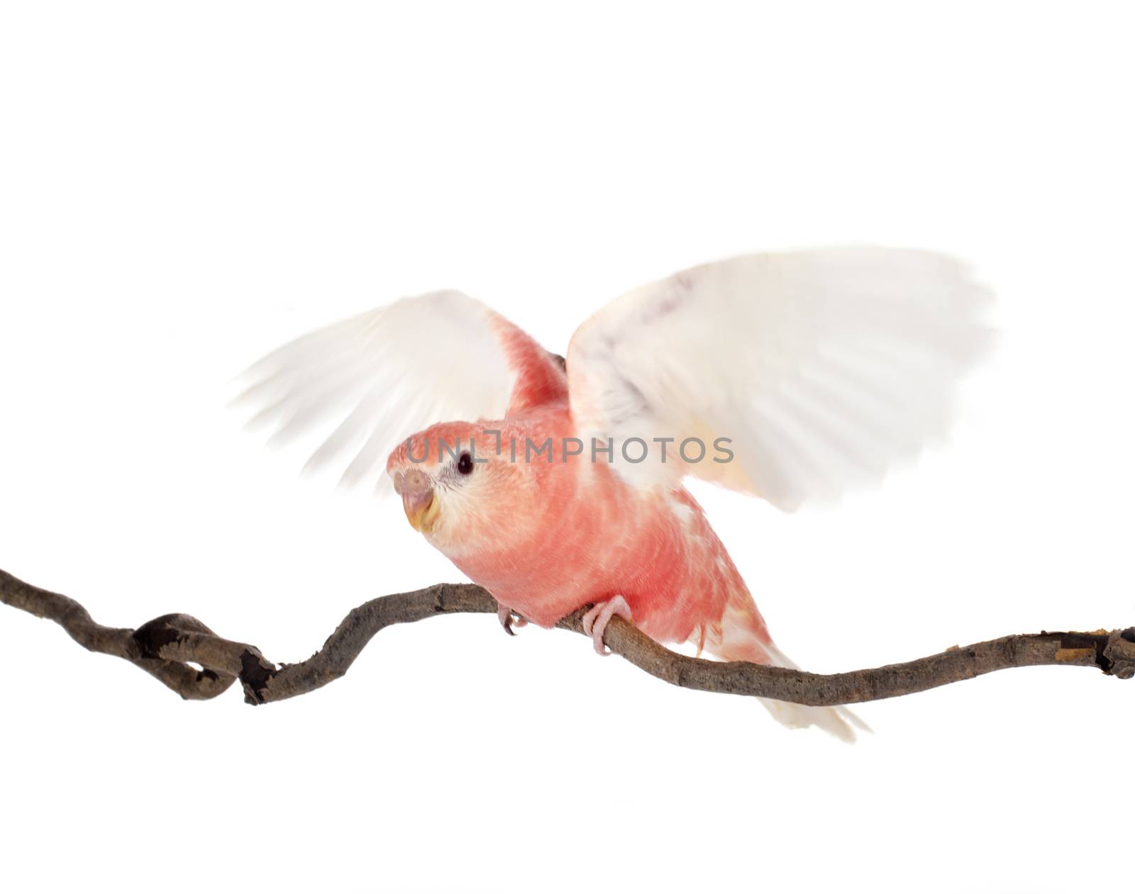 Bourke parrot in front of white background