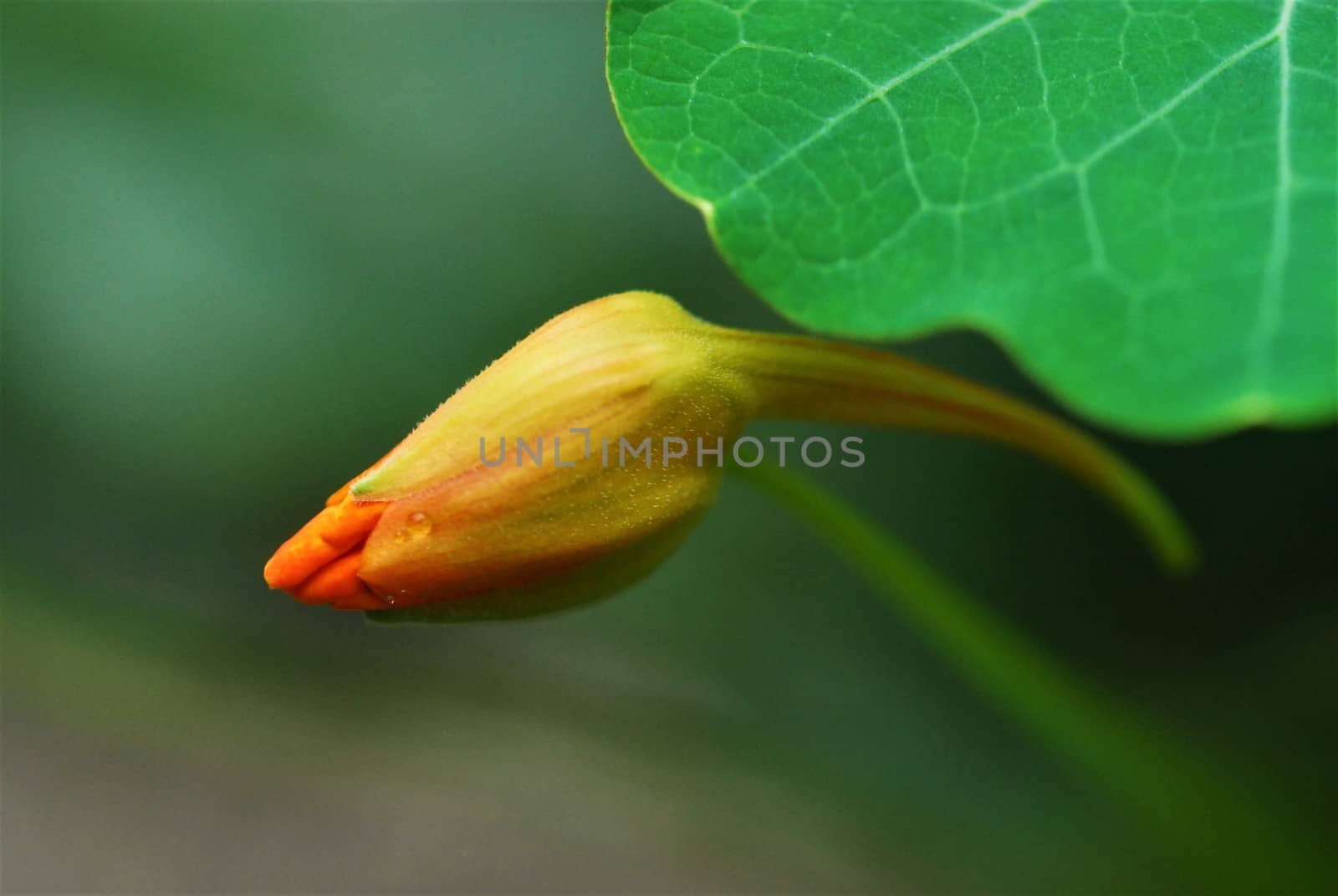 Bud of tropaeolum majus, great nasturtium, under green leaf