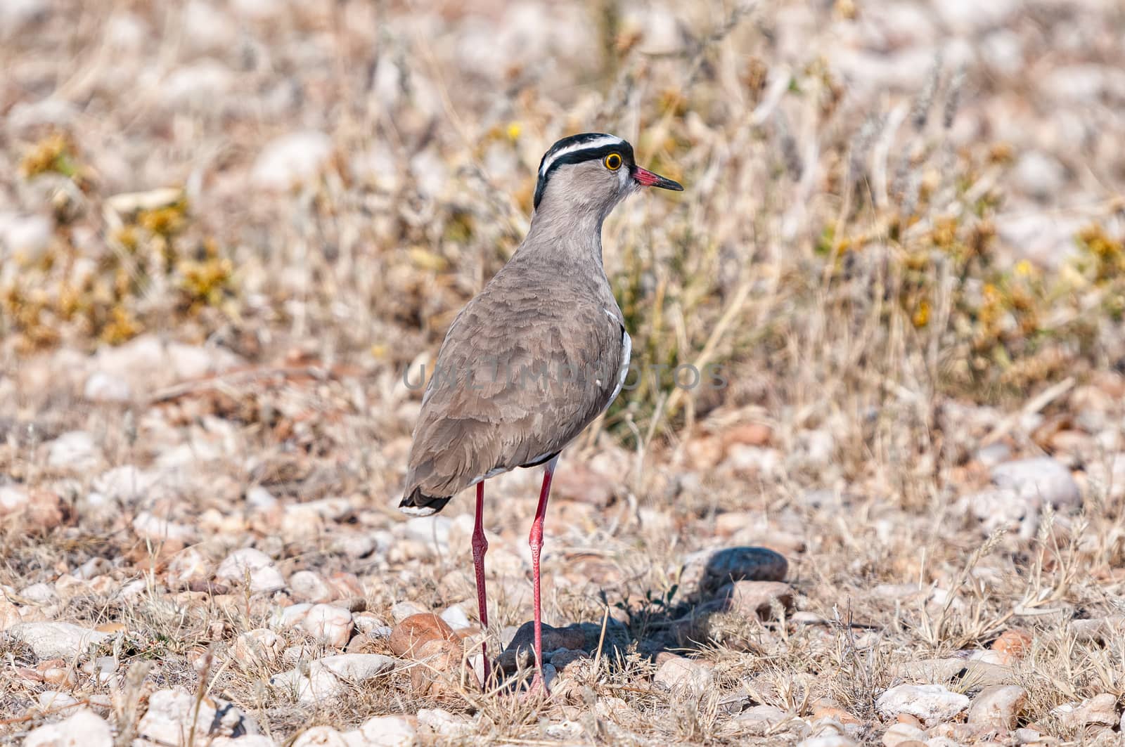 A crowned plover, Vanellus coronatus, on the ground