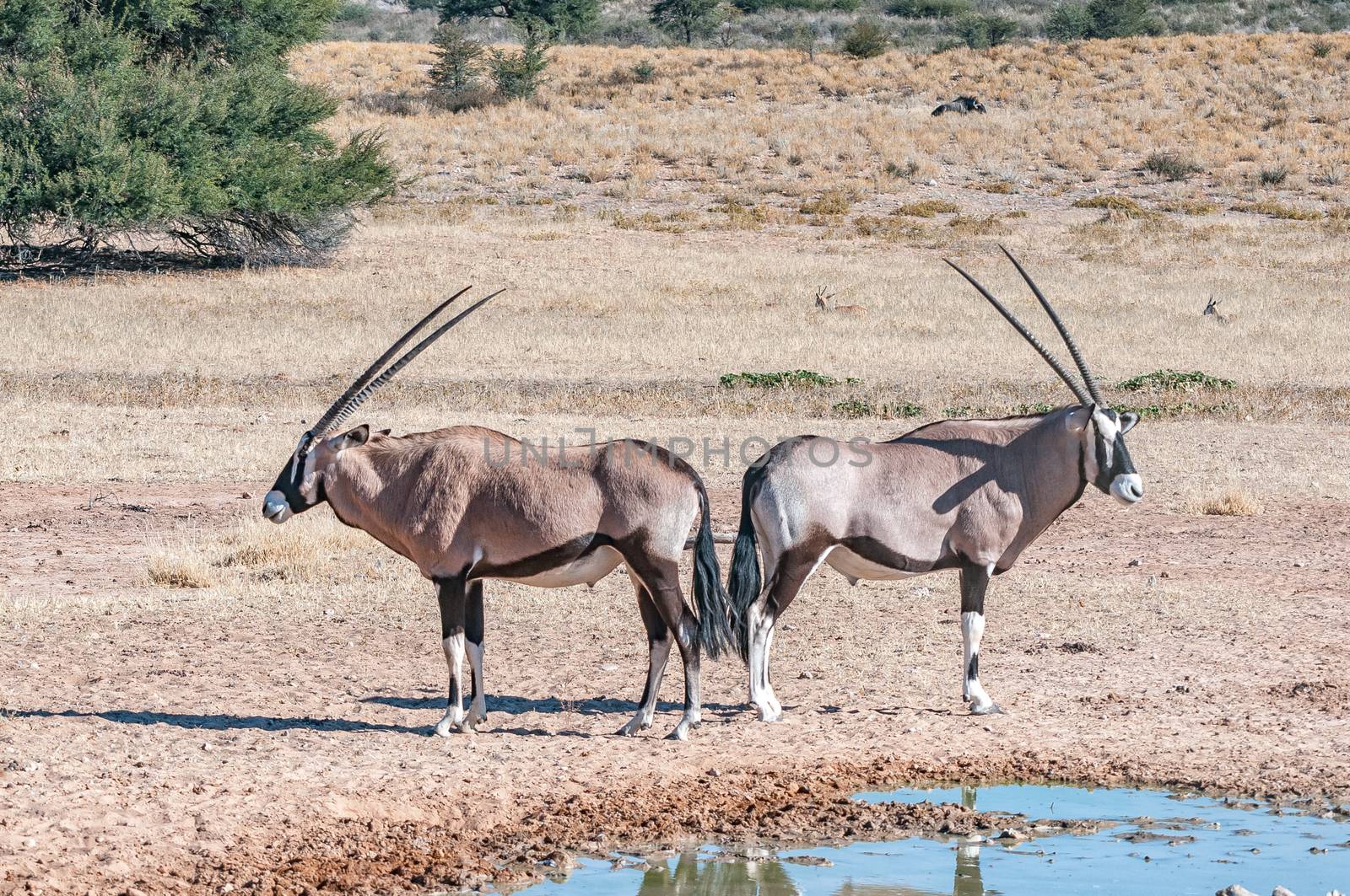 Two oryx at a waterhole in the arid Kgalagadi