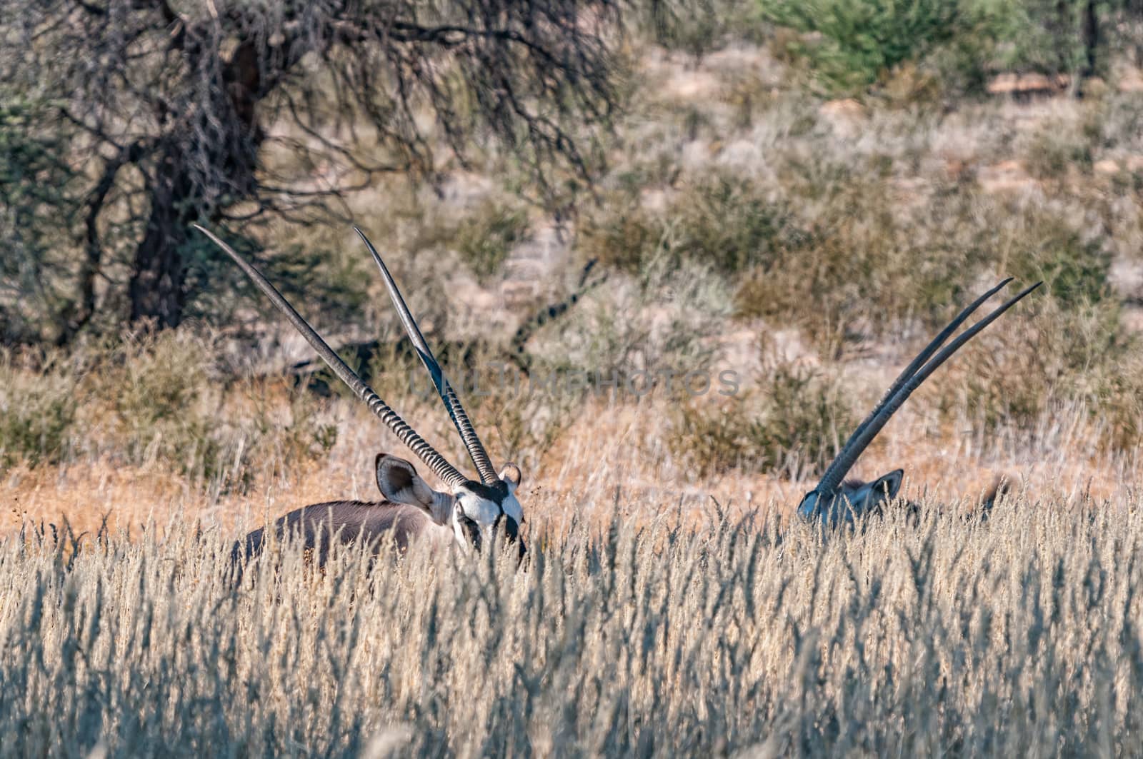 Two oryx in tall grass in the arid Kgalagadi by dpreezg