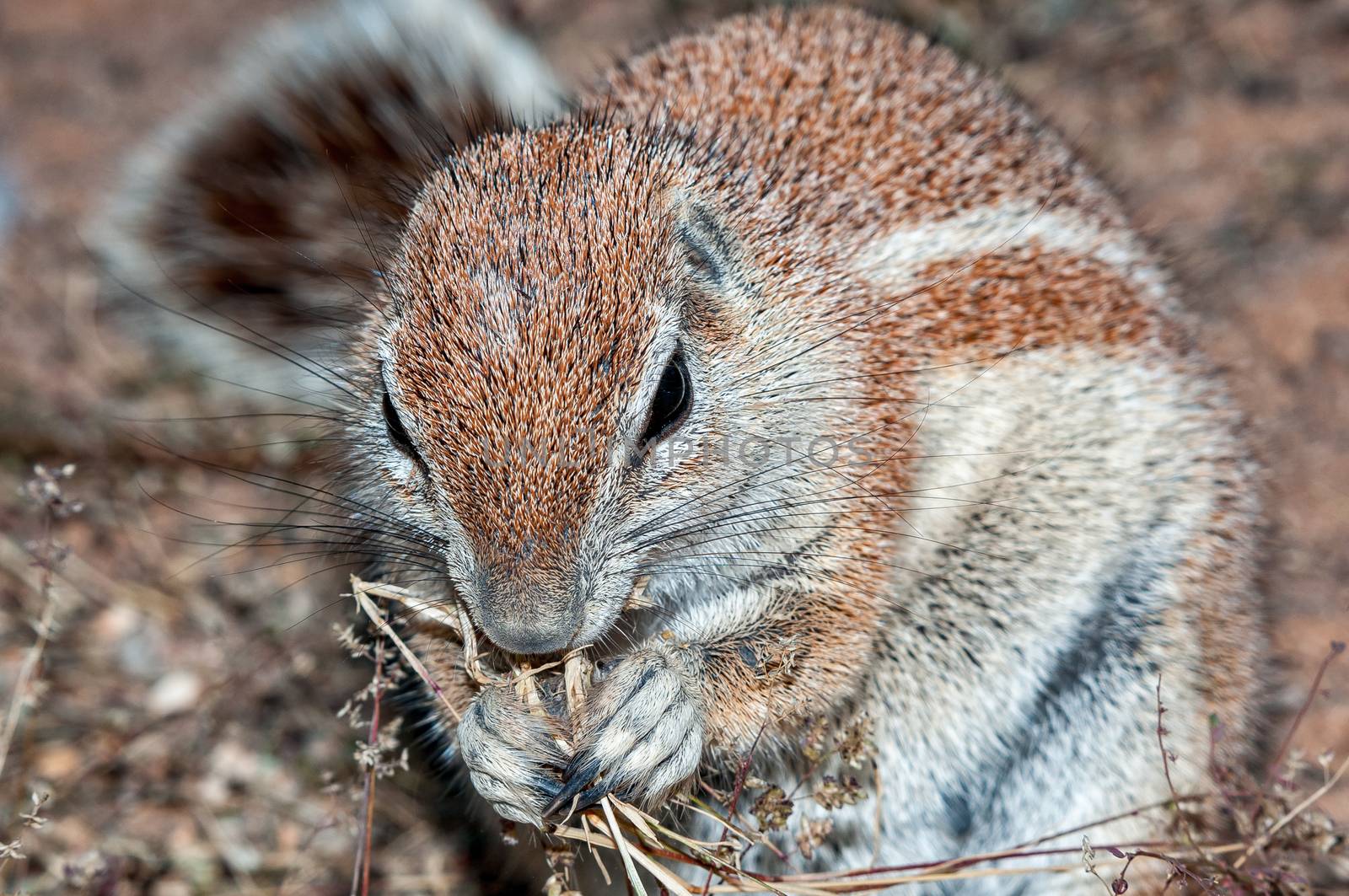 A cape ground squirrel, Xerus inauris, in the arid Kgalagadi