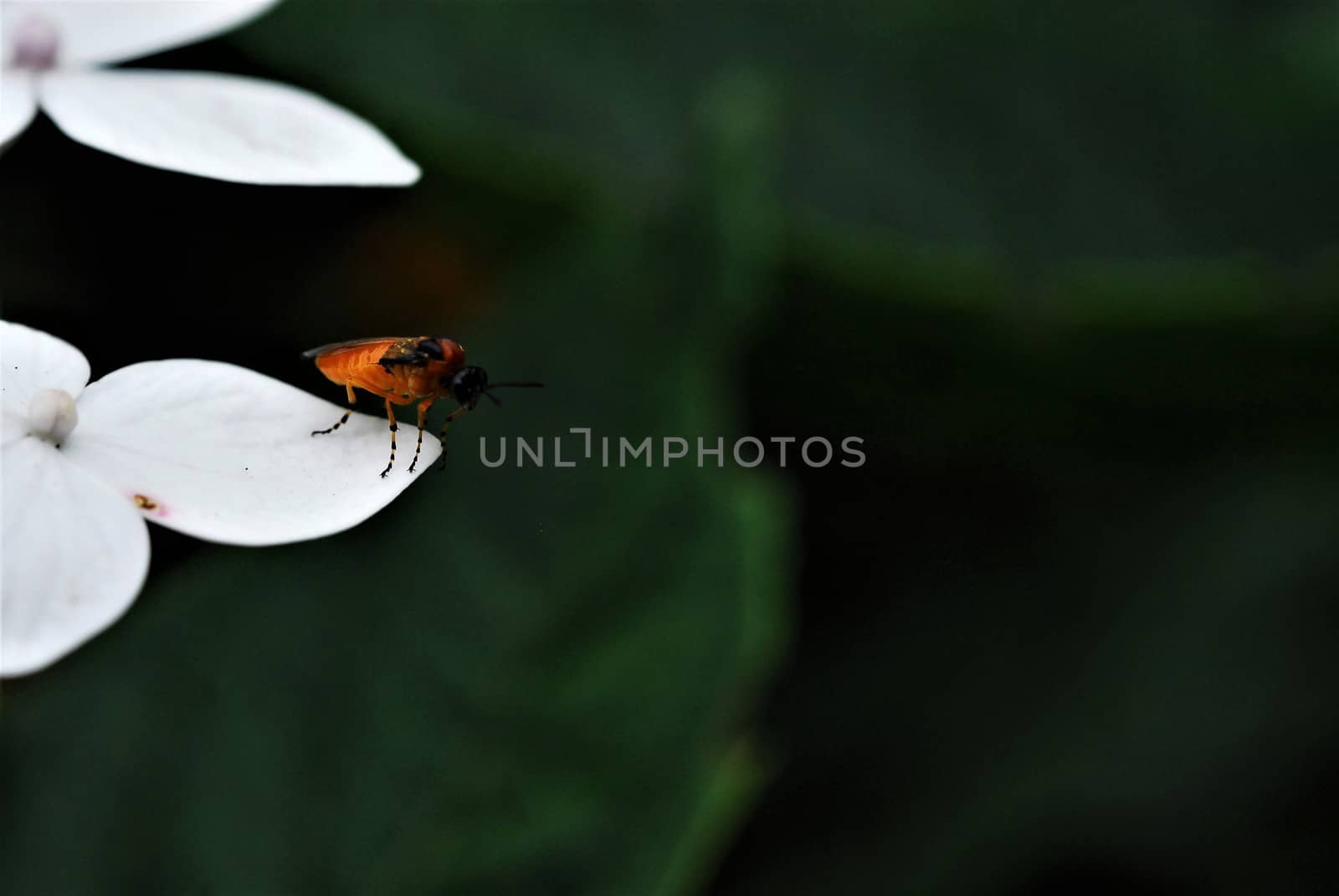 Orange insect with black head and orange black striped legs on white flower leaf against a green blurred background