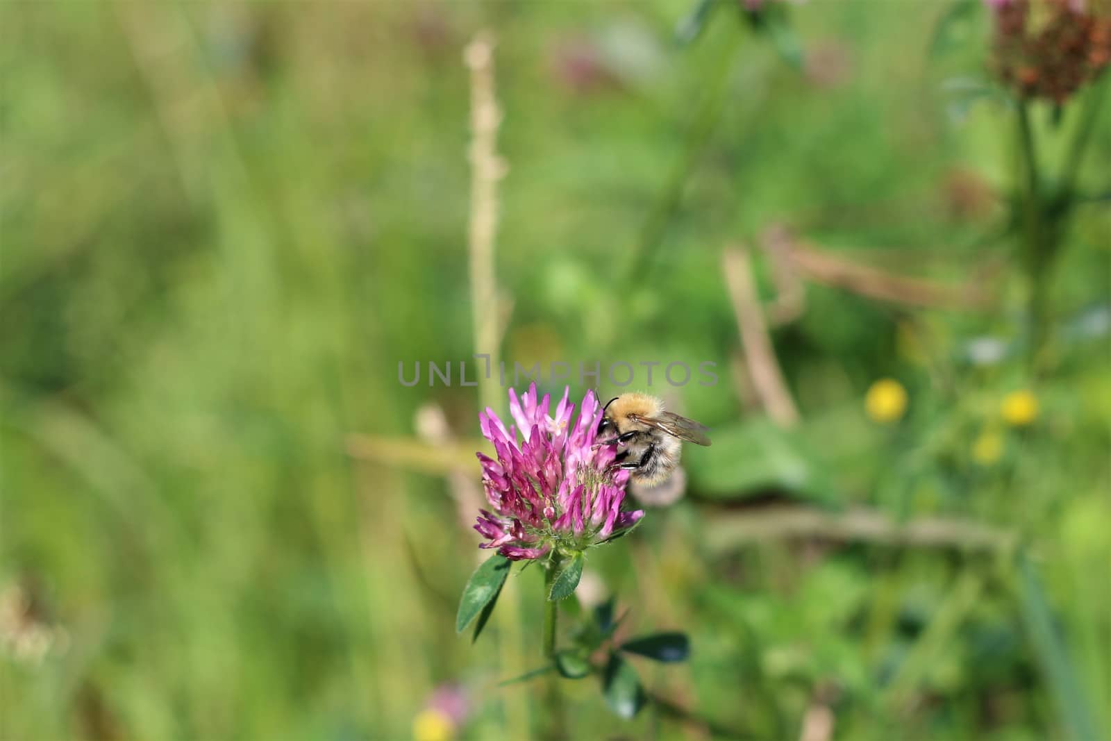 Close up of a bee sucking nectar from a red clover blossom