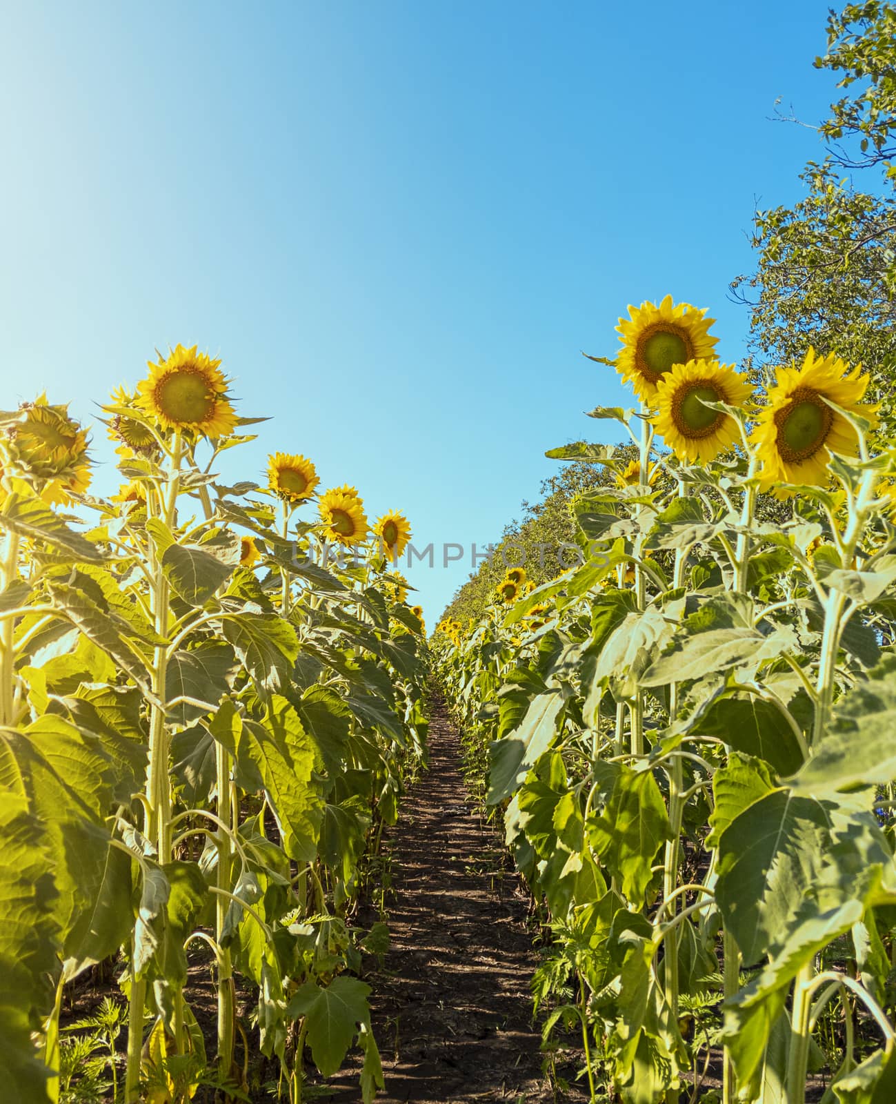 Row of sunflowers. Agricultural field. Stock photography.