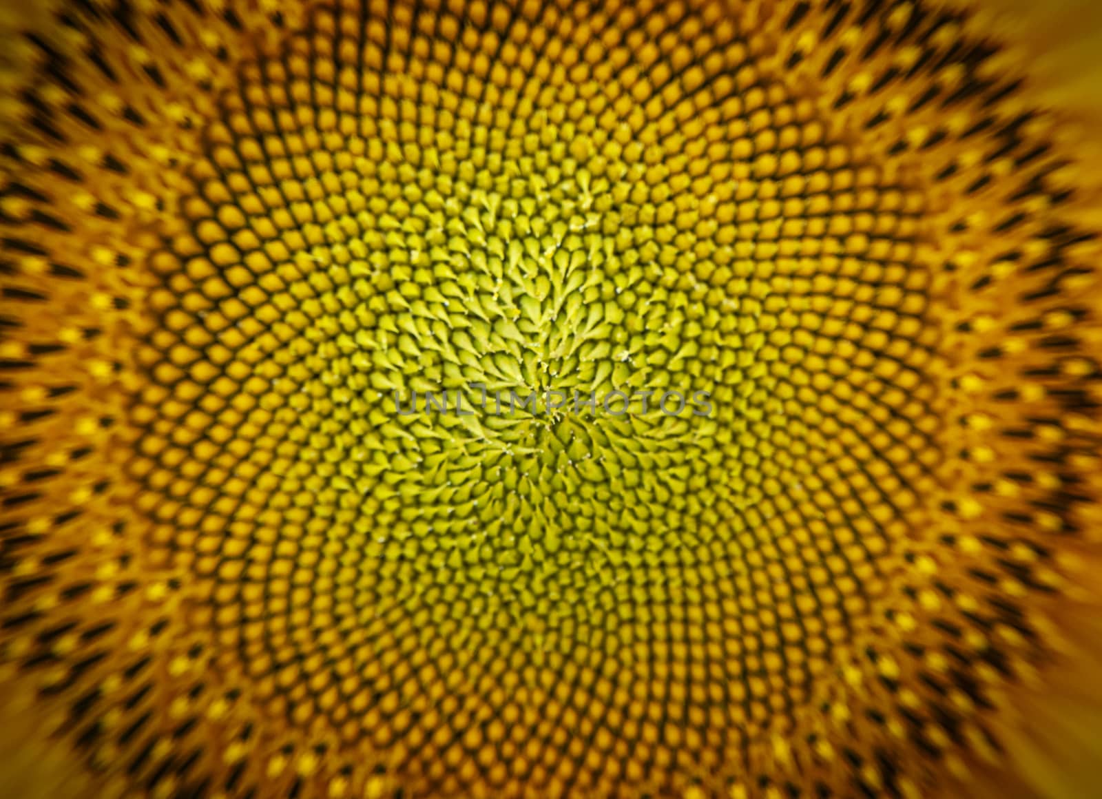 Macro sunflower seeds. Abstract nature. Stock photography.