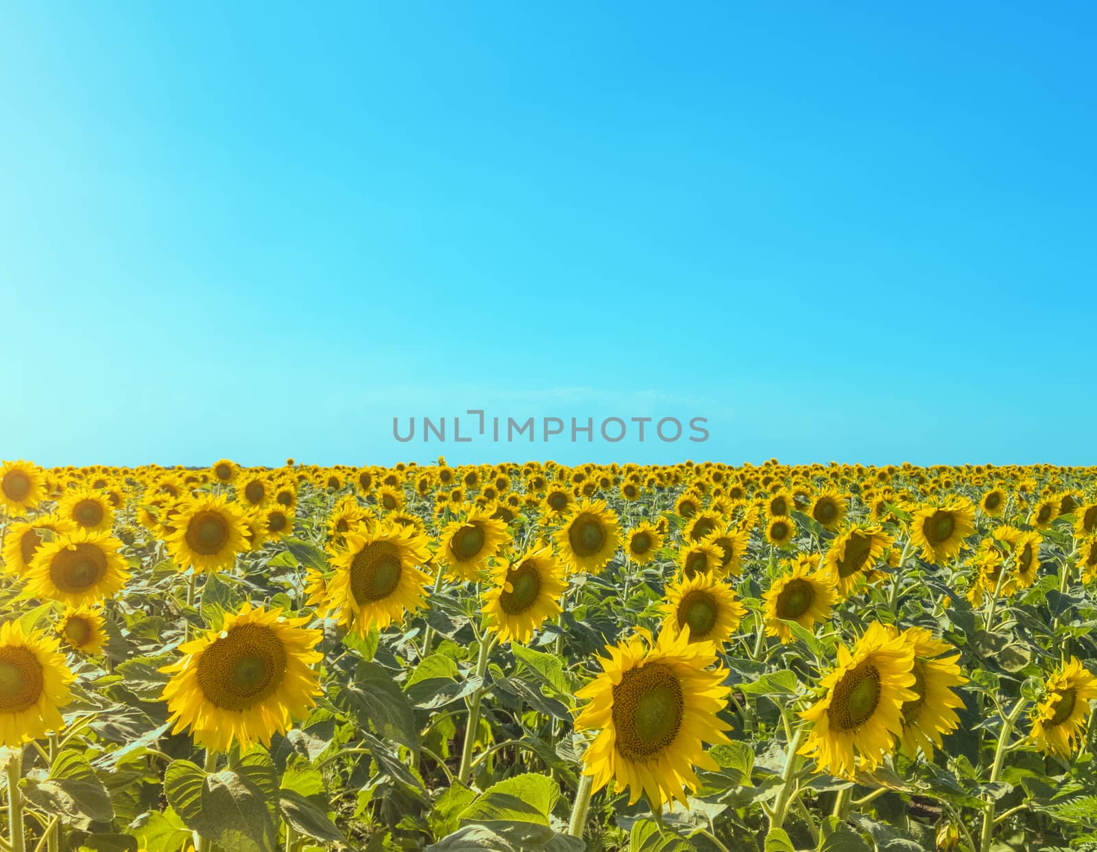Sunflower field with sun glare and blue sky. Landscape with copy space. Stock photography.