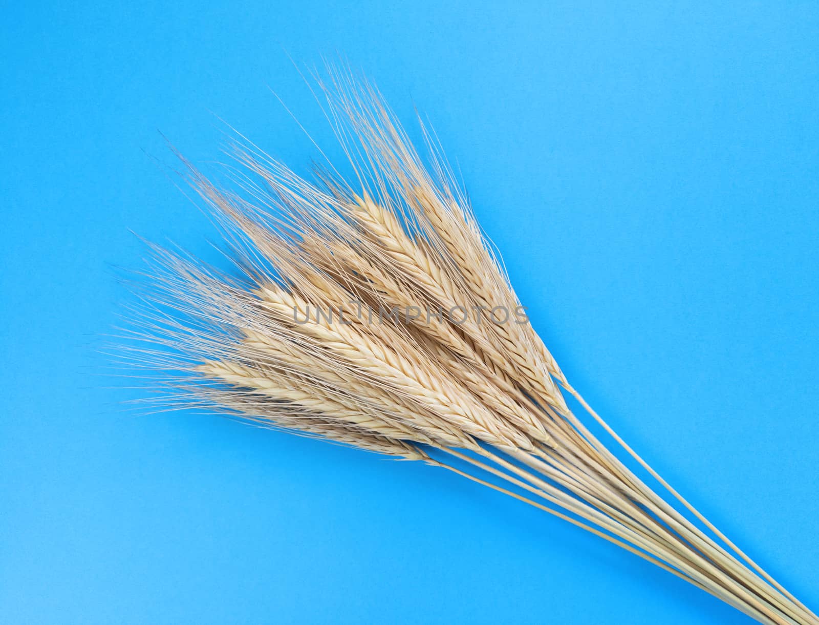 Spikelets of rye on a blue background. Simple flat lay. Harvest concept. Stock photography.