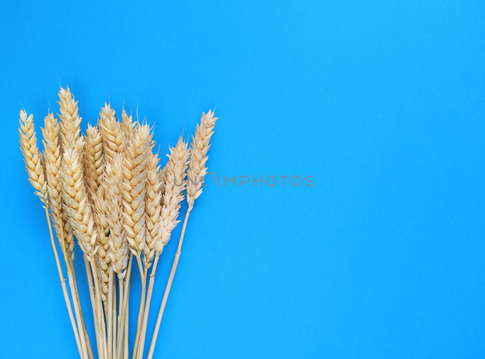 Spikelets of wheat on a blue background. Simple flat lay with copy space. Stock photography.