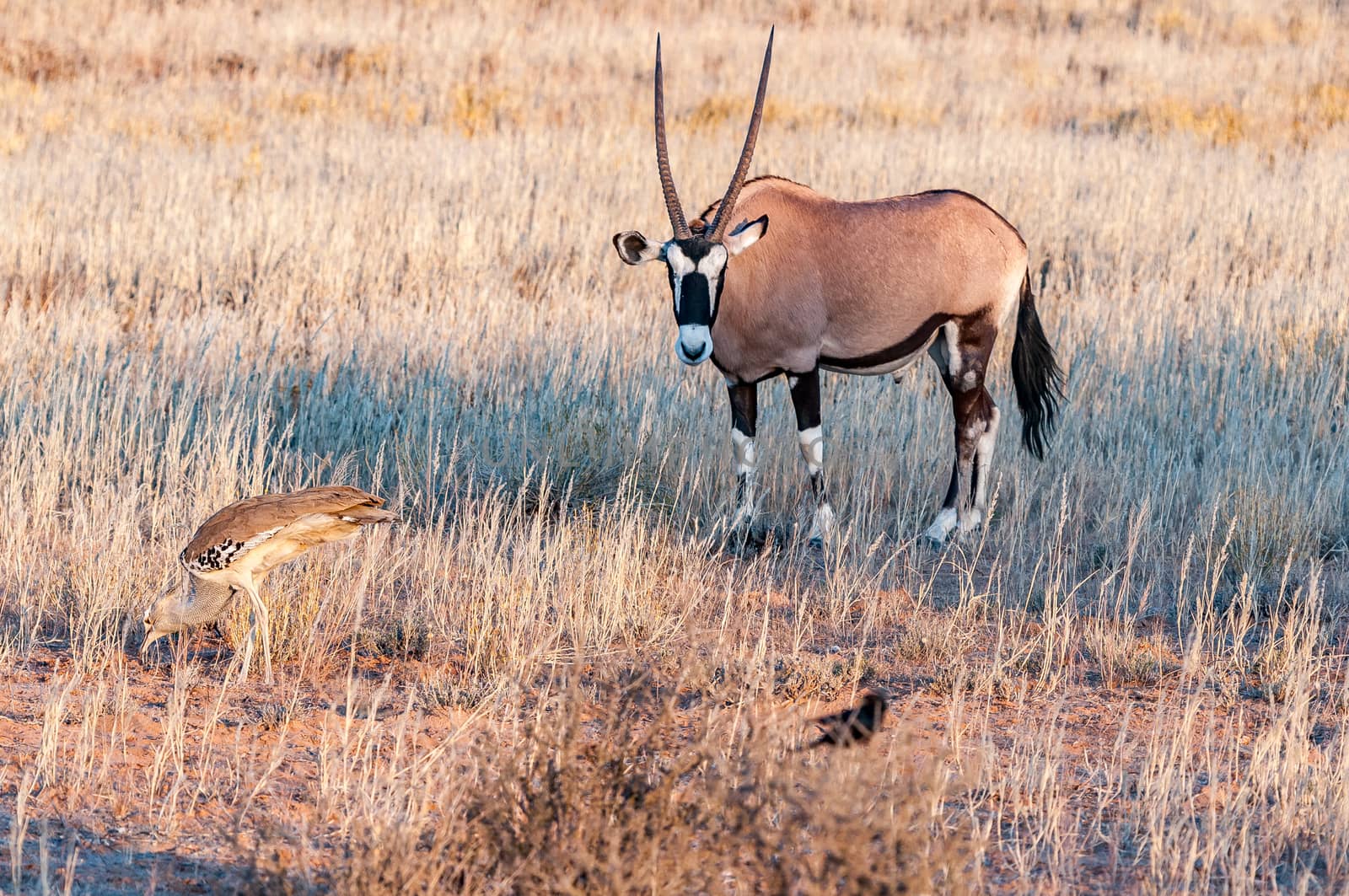 Oryx and Kori Bustard in the arid Kgalagadi by dpreezg