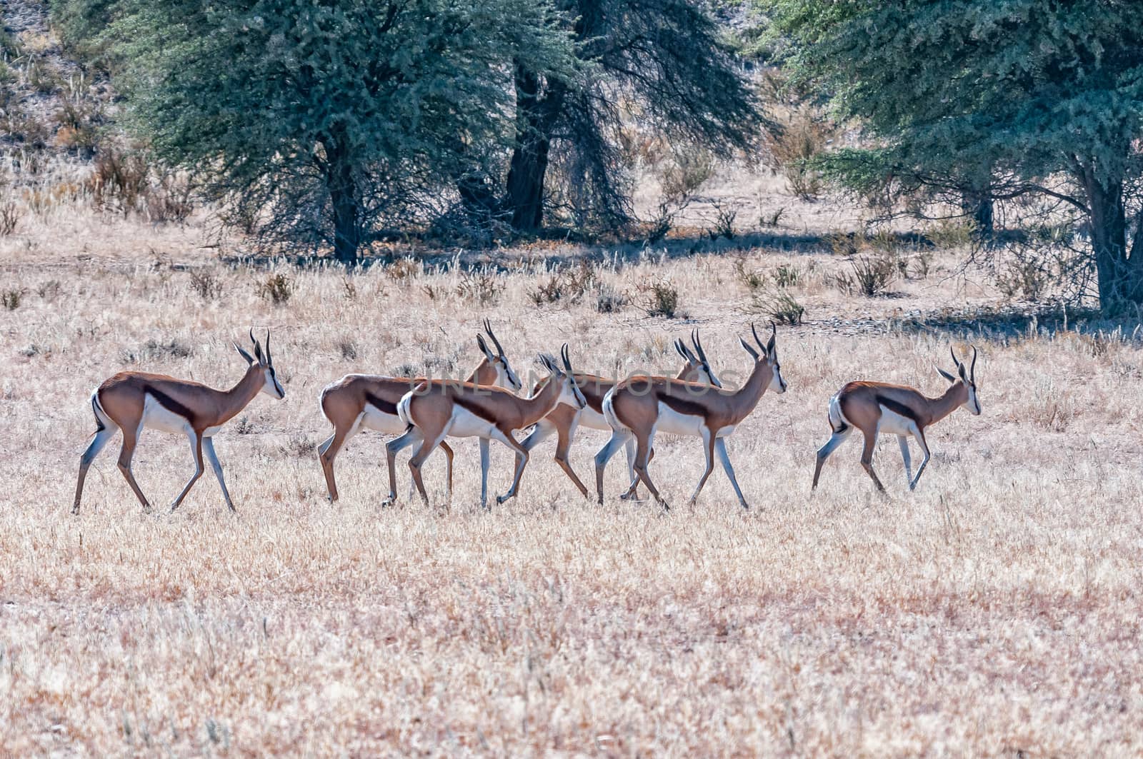 Herd of springbok walking in the arid Kgalagadi by dpreezg