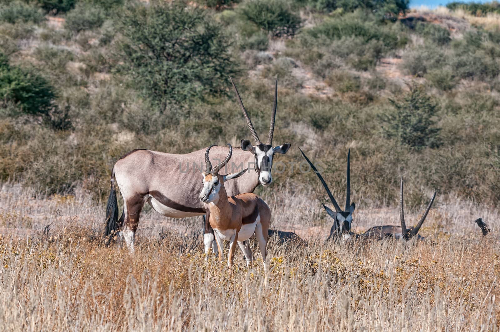 Oryx and a springbok between grass in the arid Kgalagadi