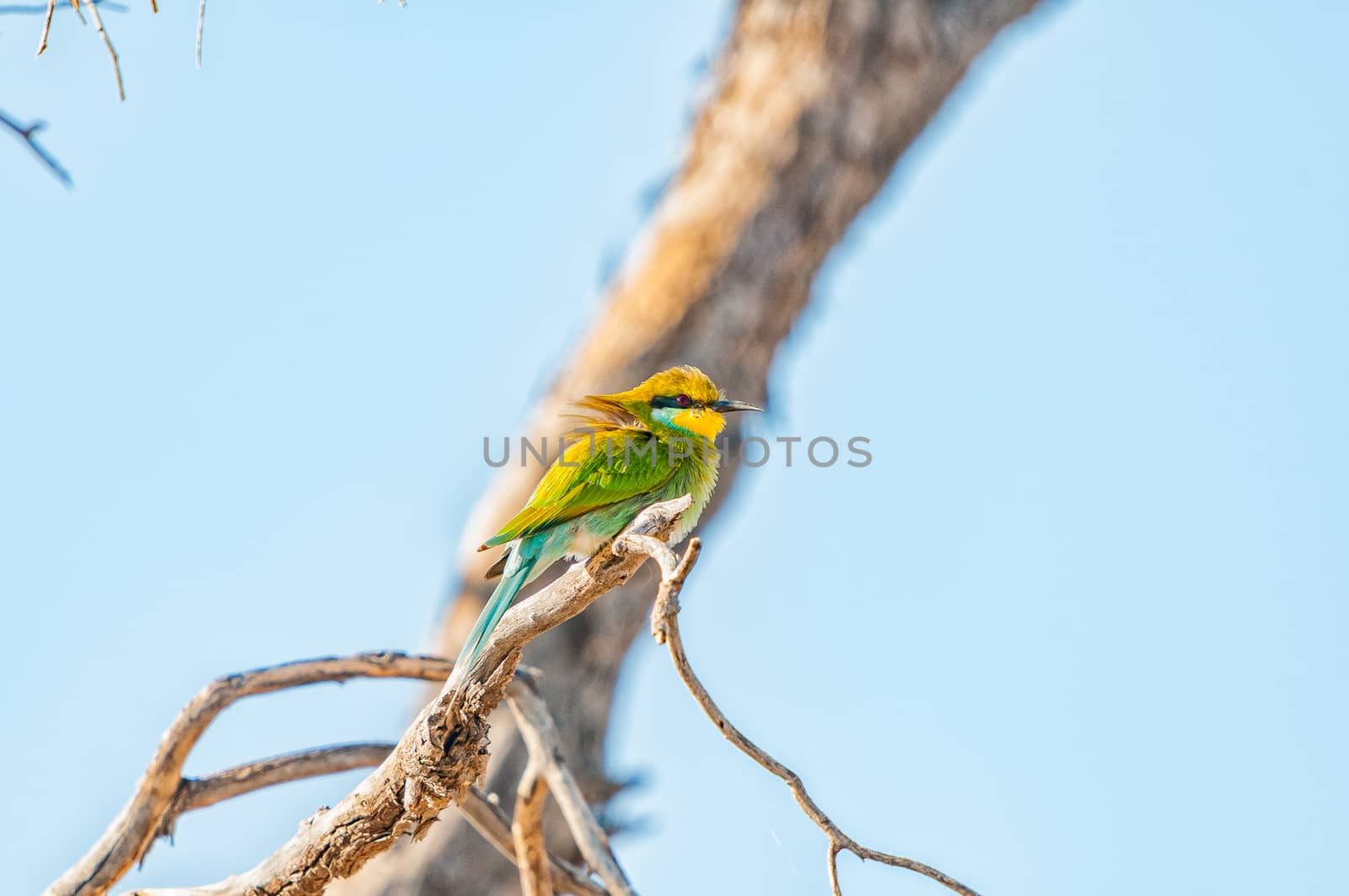 A swallow-tailed bee-eater,  Merops hirundineus, on a dead tree branch in the arid Kgalagadi