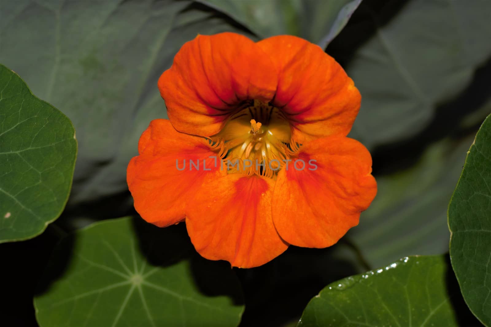 Wide open blossom of tropaeolum majus, great nasturtium