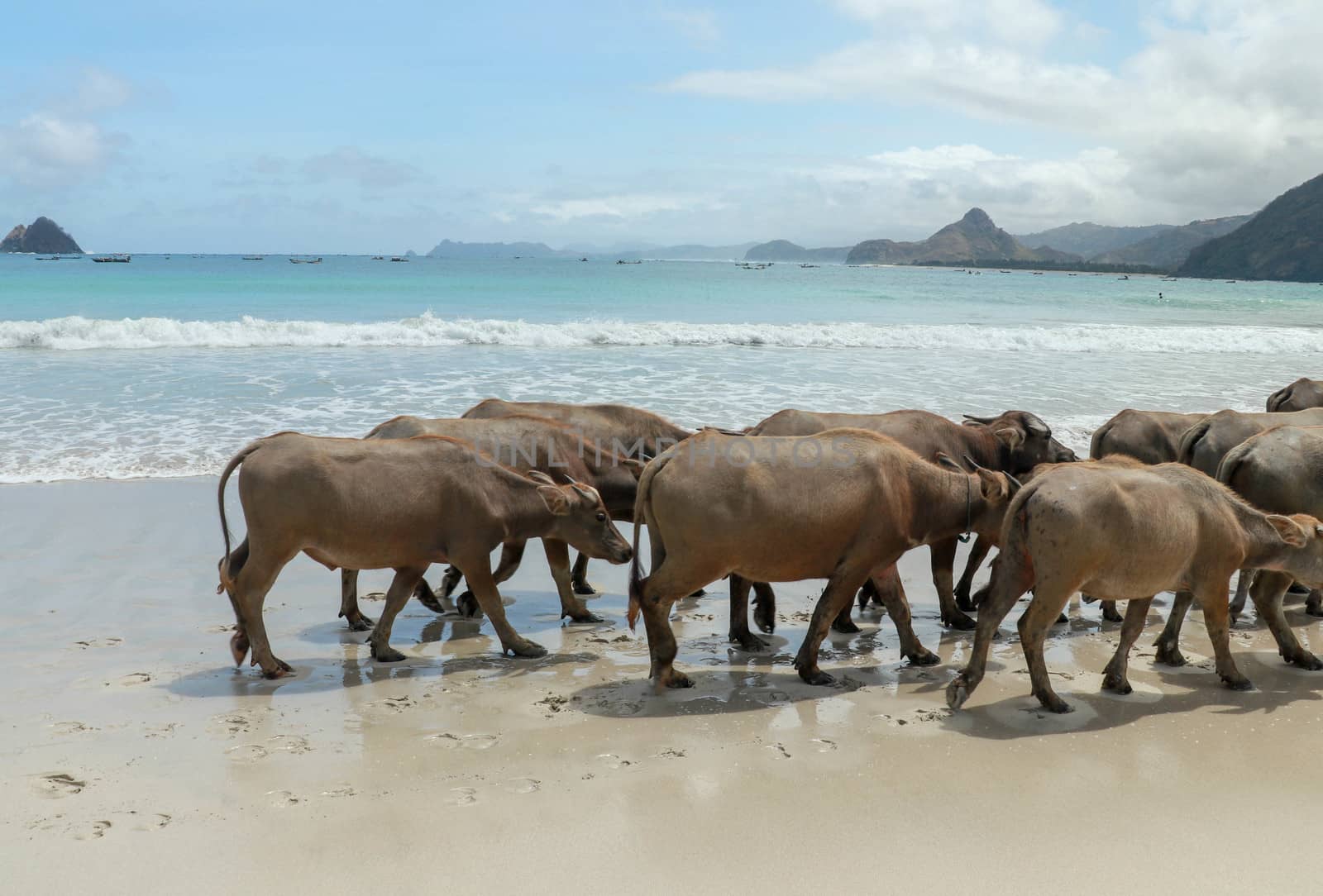 group of water buffalo. Wild Water Buffalo on Selong Belanak Beach, Lombok, Indonesia.