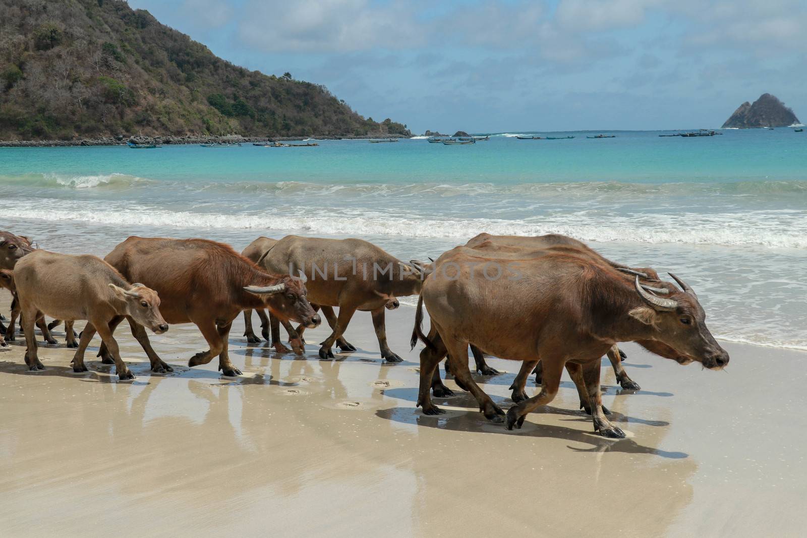 Water buffalo walking on white sandy beach at Lombok Island. Herd of buffaloes strolling by the pleasant evening beach.