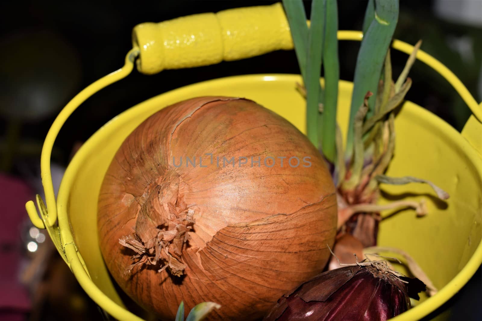 Vegetable onion in yellow metal pail