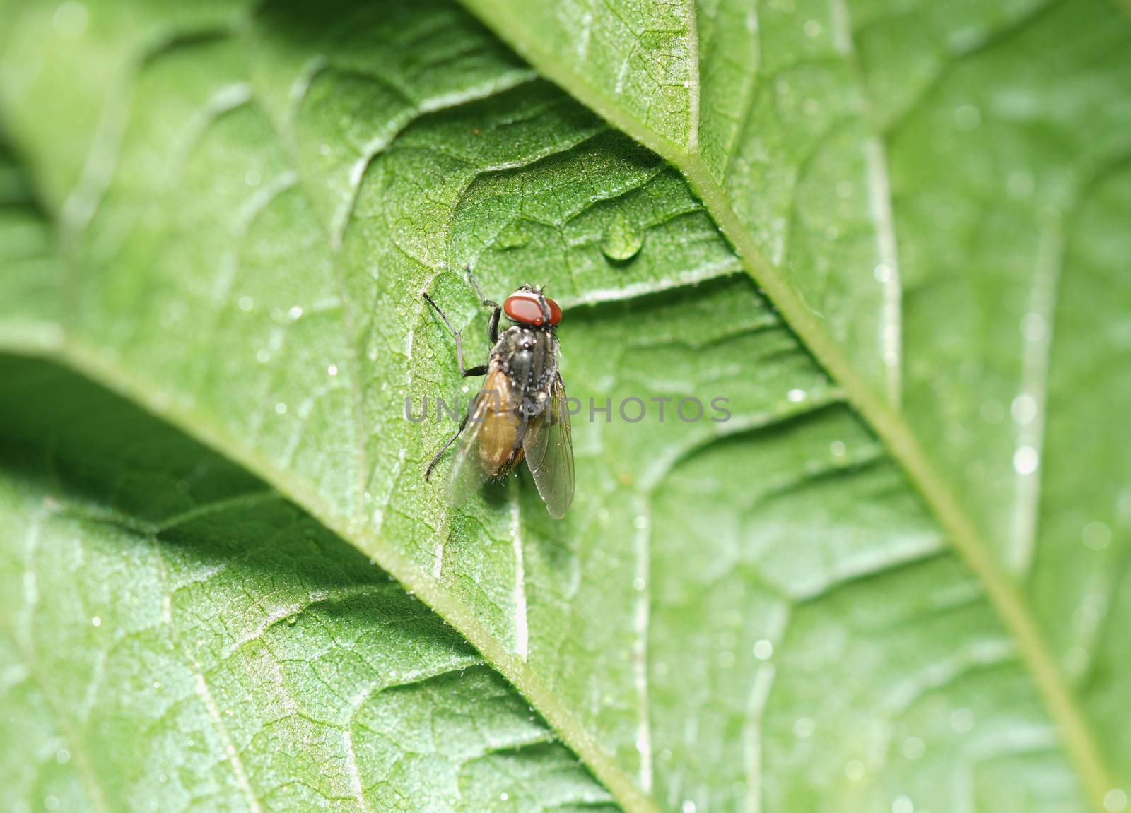 Close up of a fly caught on a green leaf. by noppha80